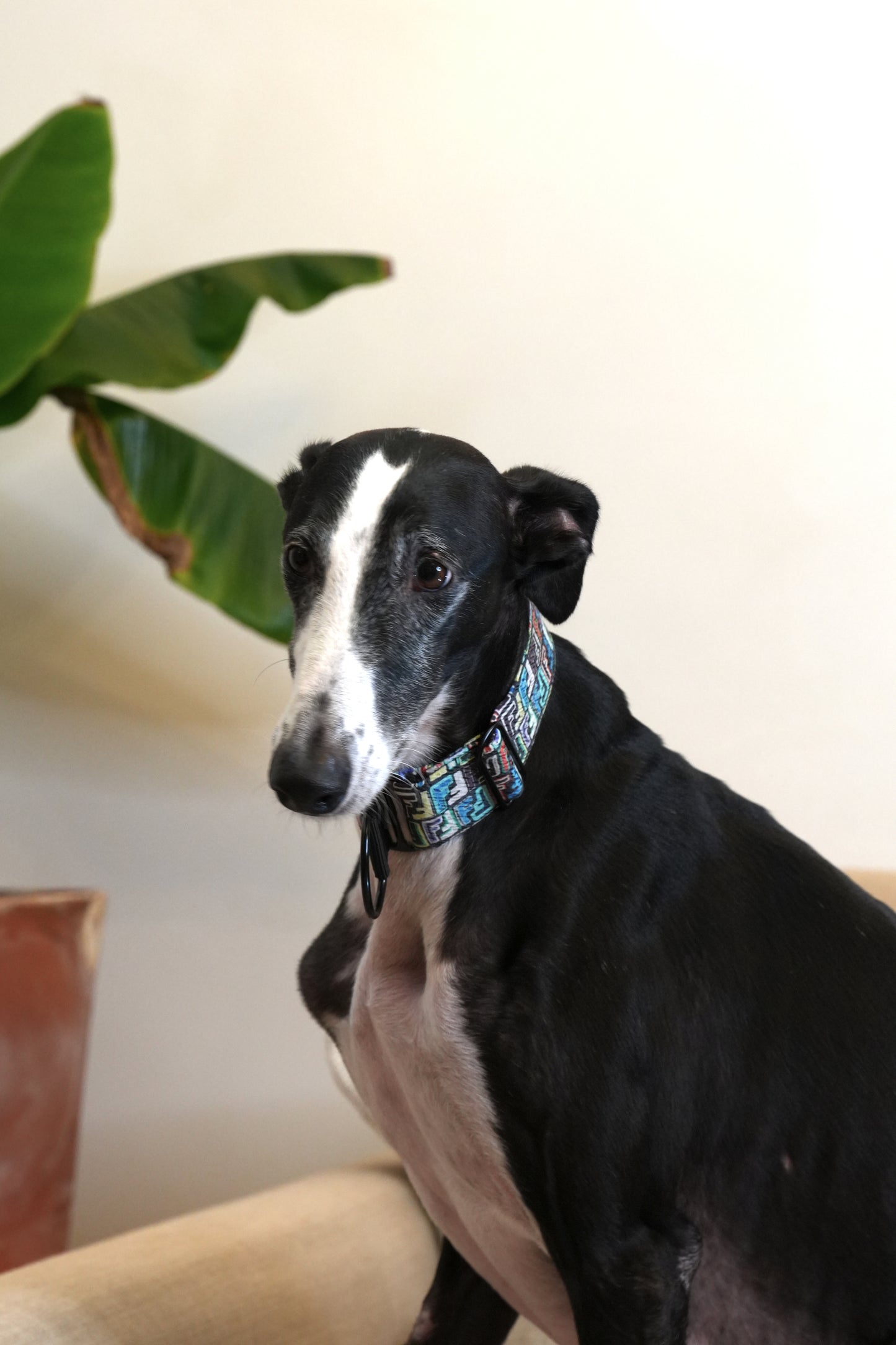 Urban Monogram Sighthound Collar