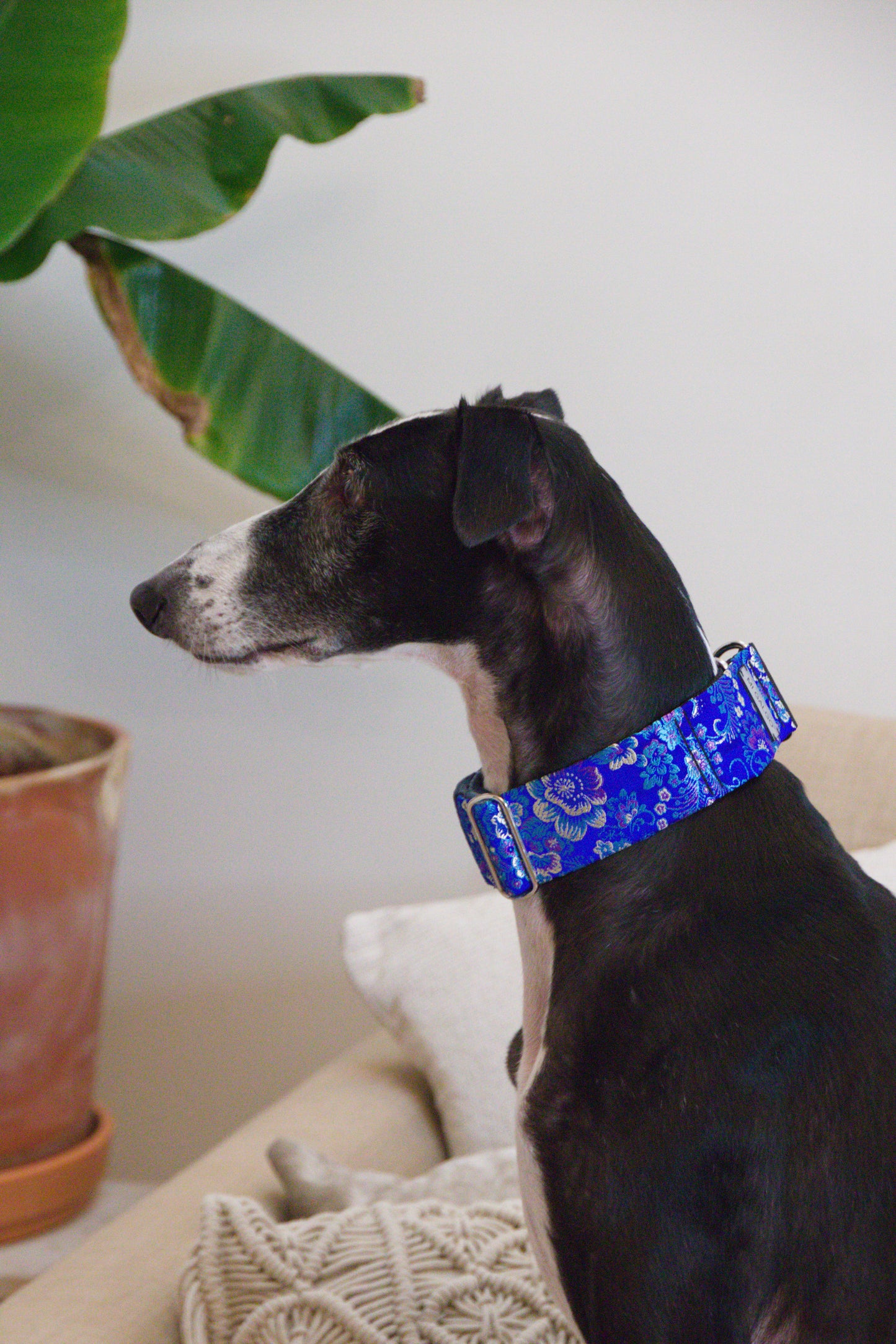 Royal Sapphire Sighthound Collar