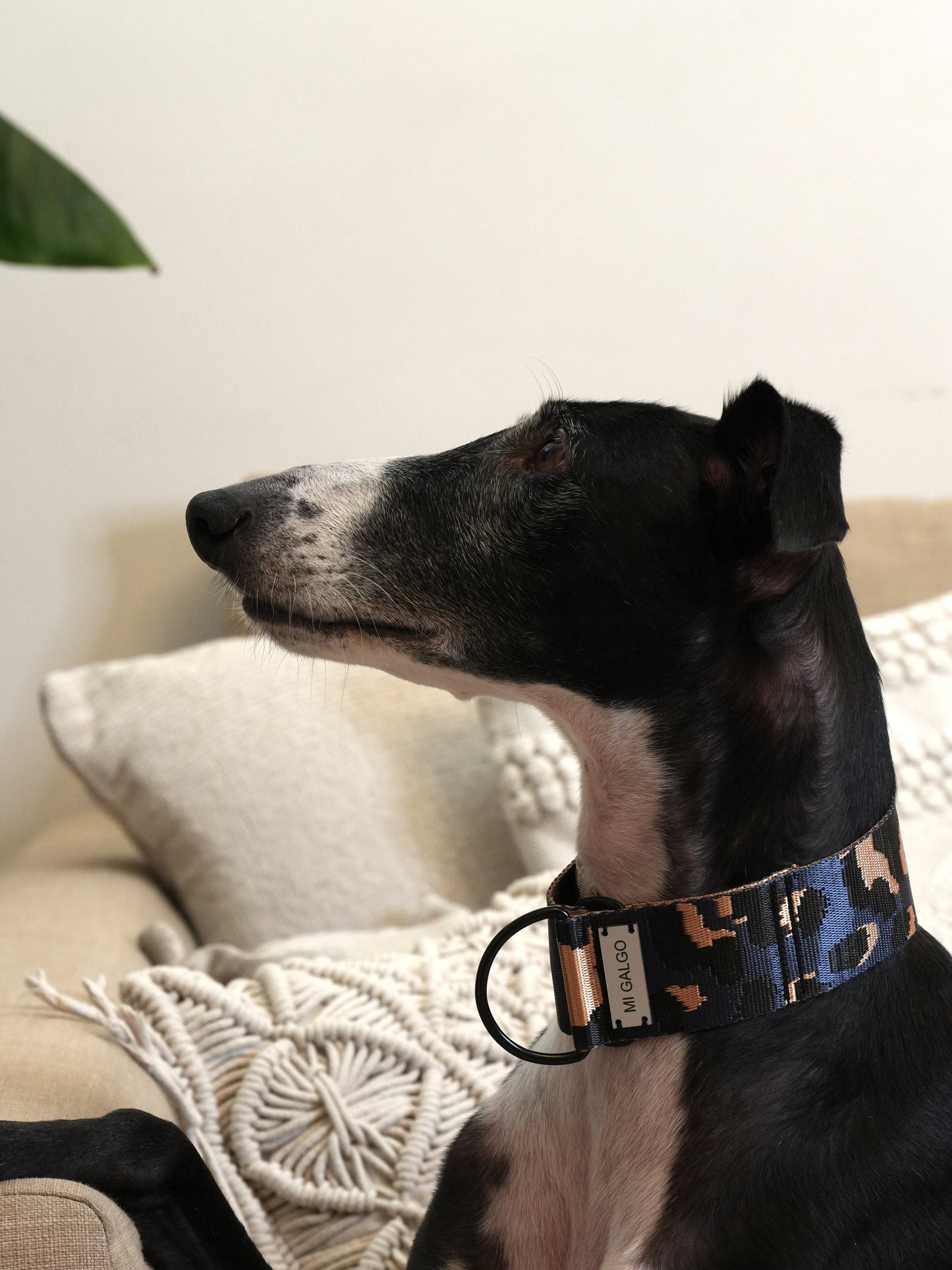 Azul Oxford Leo collar greyhound side profile