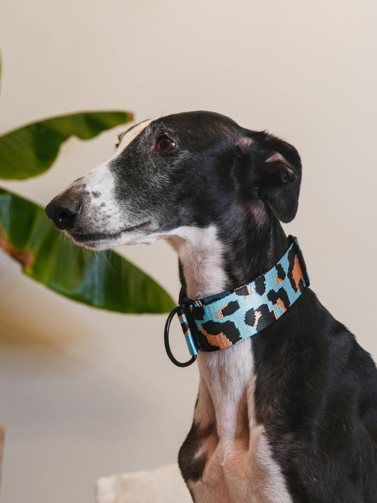 Leo Azul Claro collar greyhound with plant