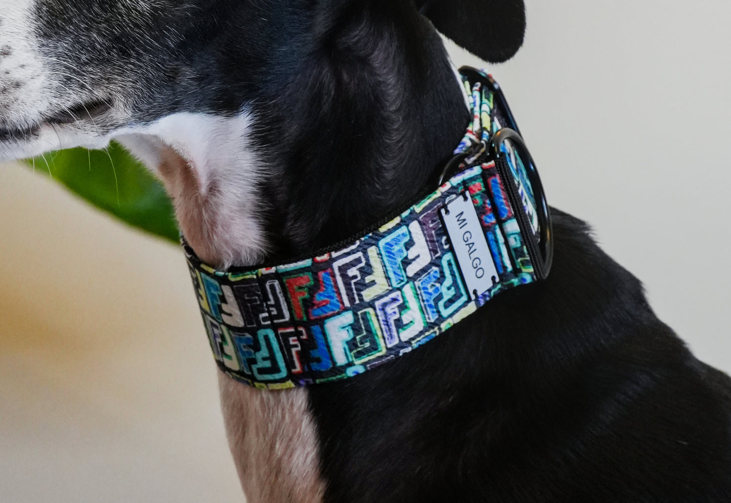Urban Monogram Sighthound Collar