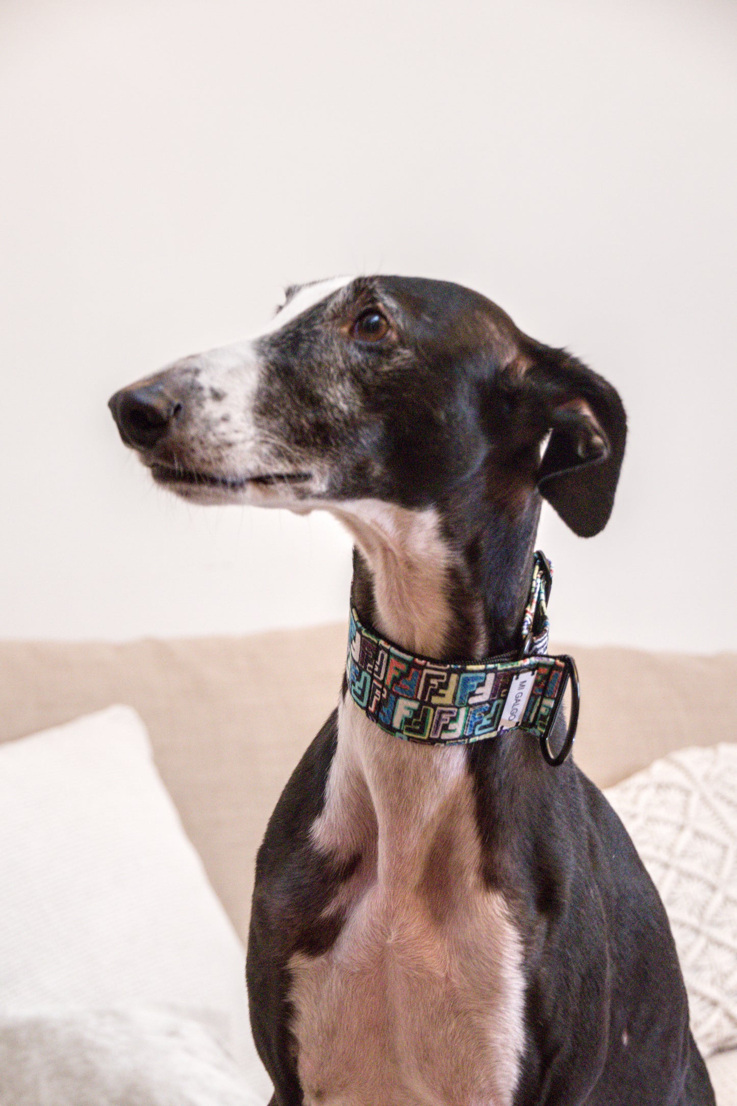 Urban Monogram Sighthound Collar