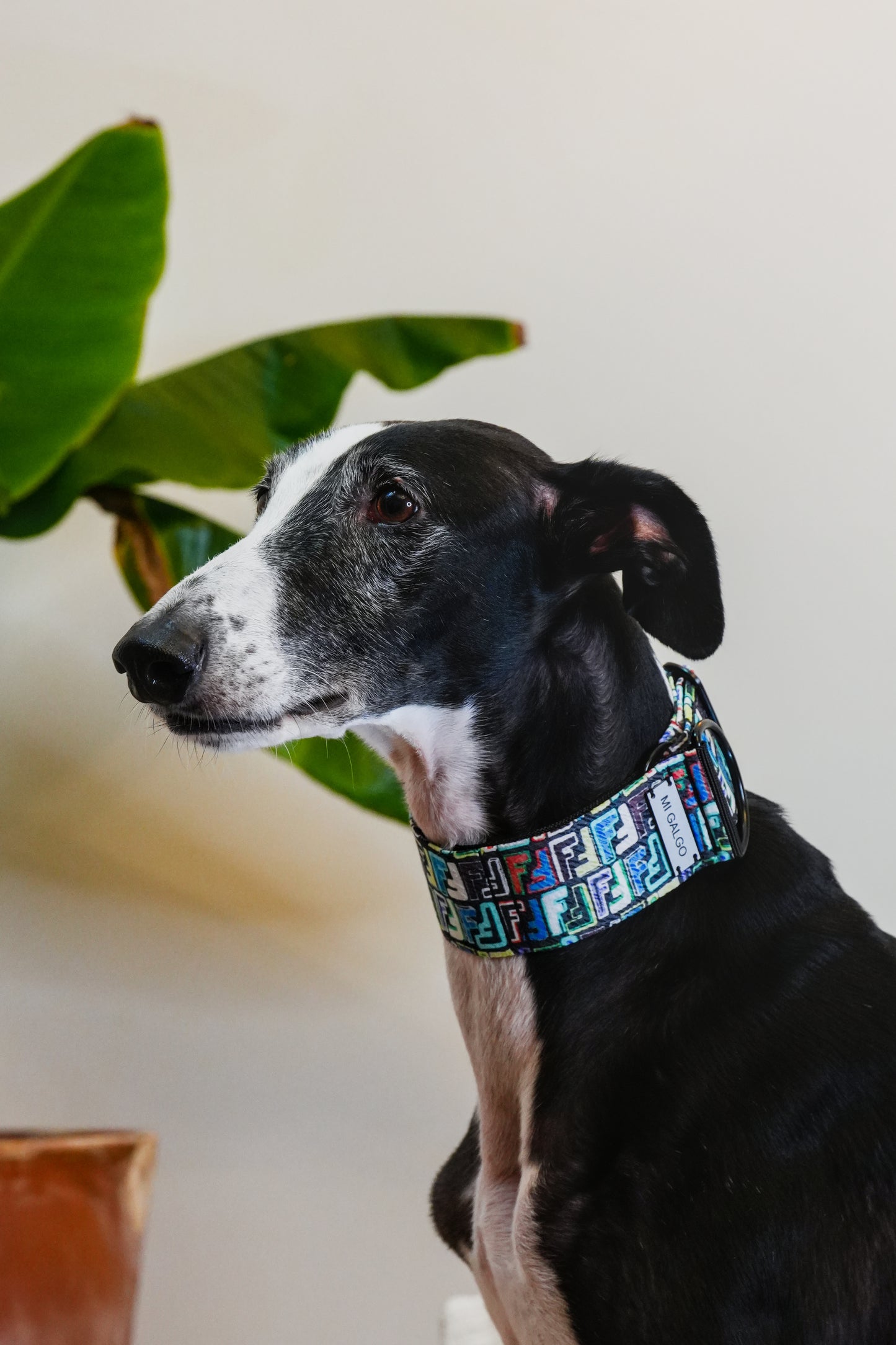 Urban Monogram Sighthound Collar