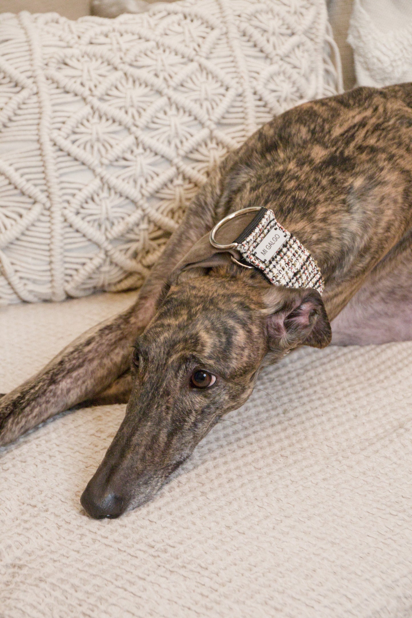 Urban Chic Tweed Sighthound Collar