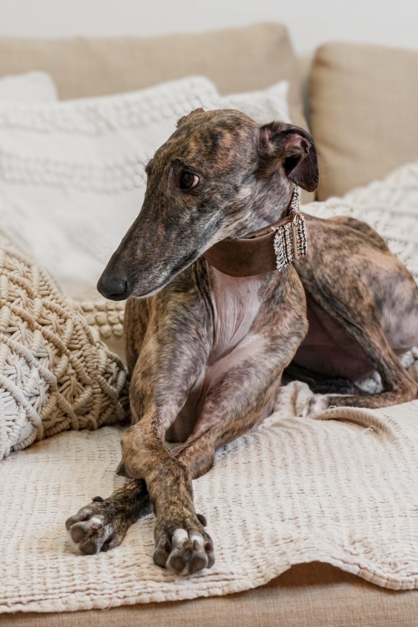 Urban Chic Tweed Sighthound Collar