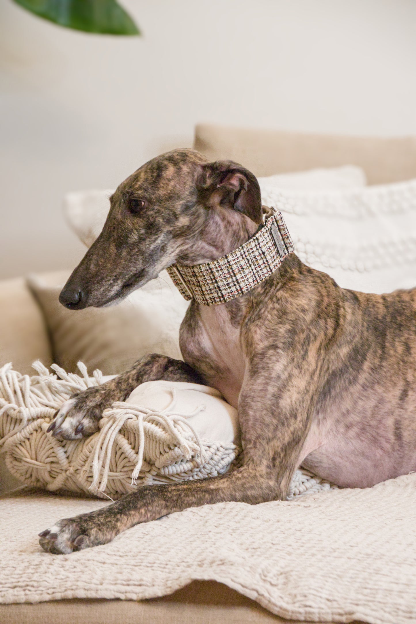 Urban Chic Tweed Sighthound Collar