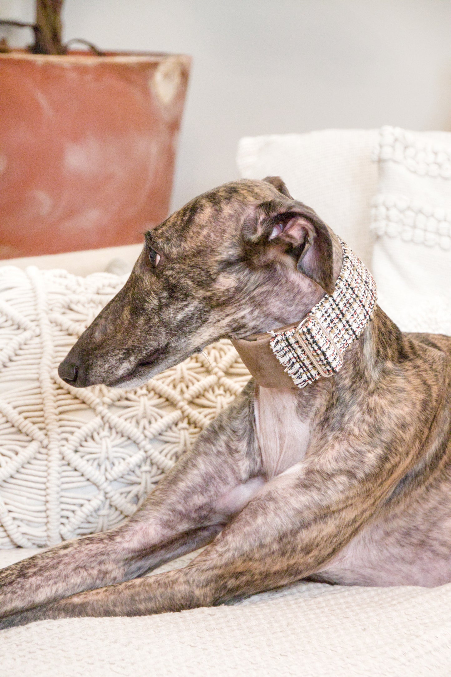 Urban Chic Tweed Sighthound Collar