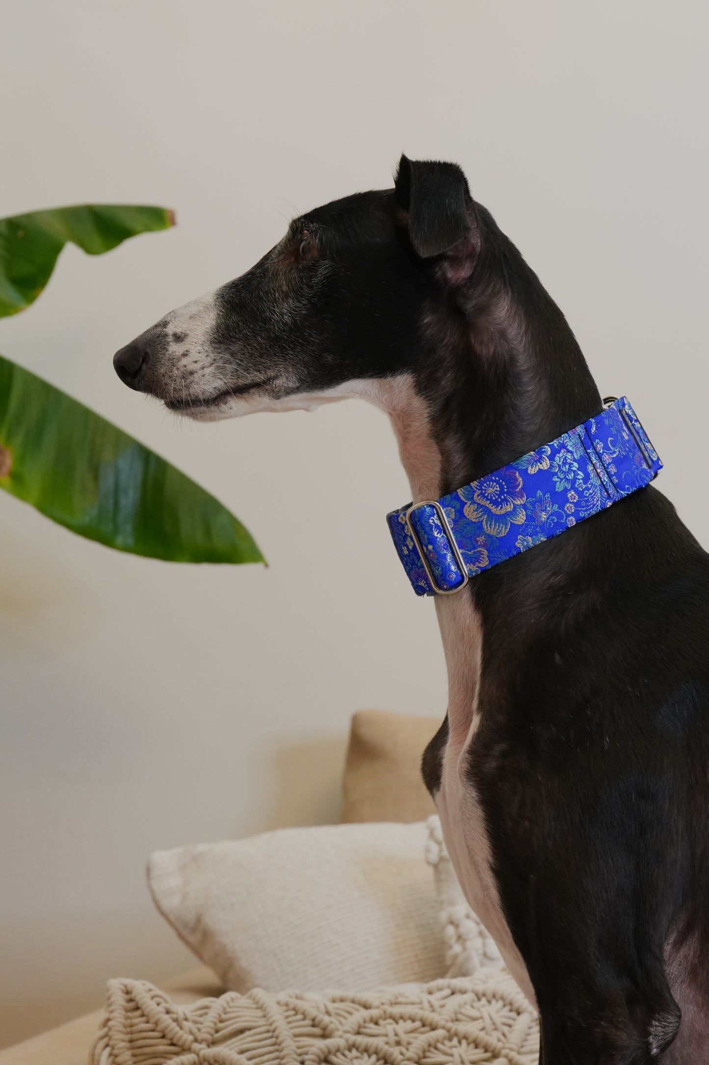 Royal Sapphire Sighthound Collar