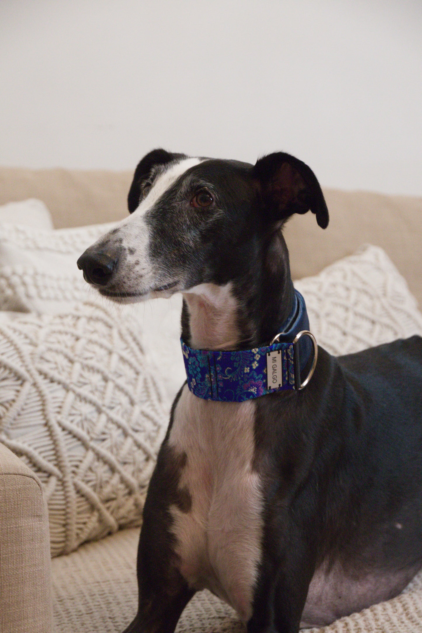 Royal Sapphire Sighthound Collar