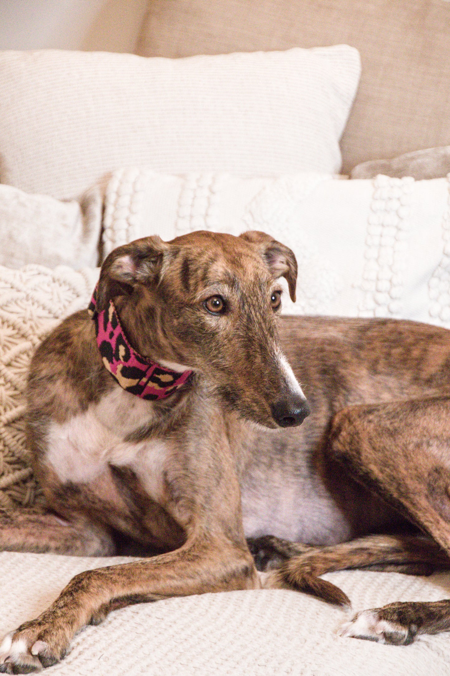 Leo Magenta Sighthound Collar