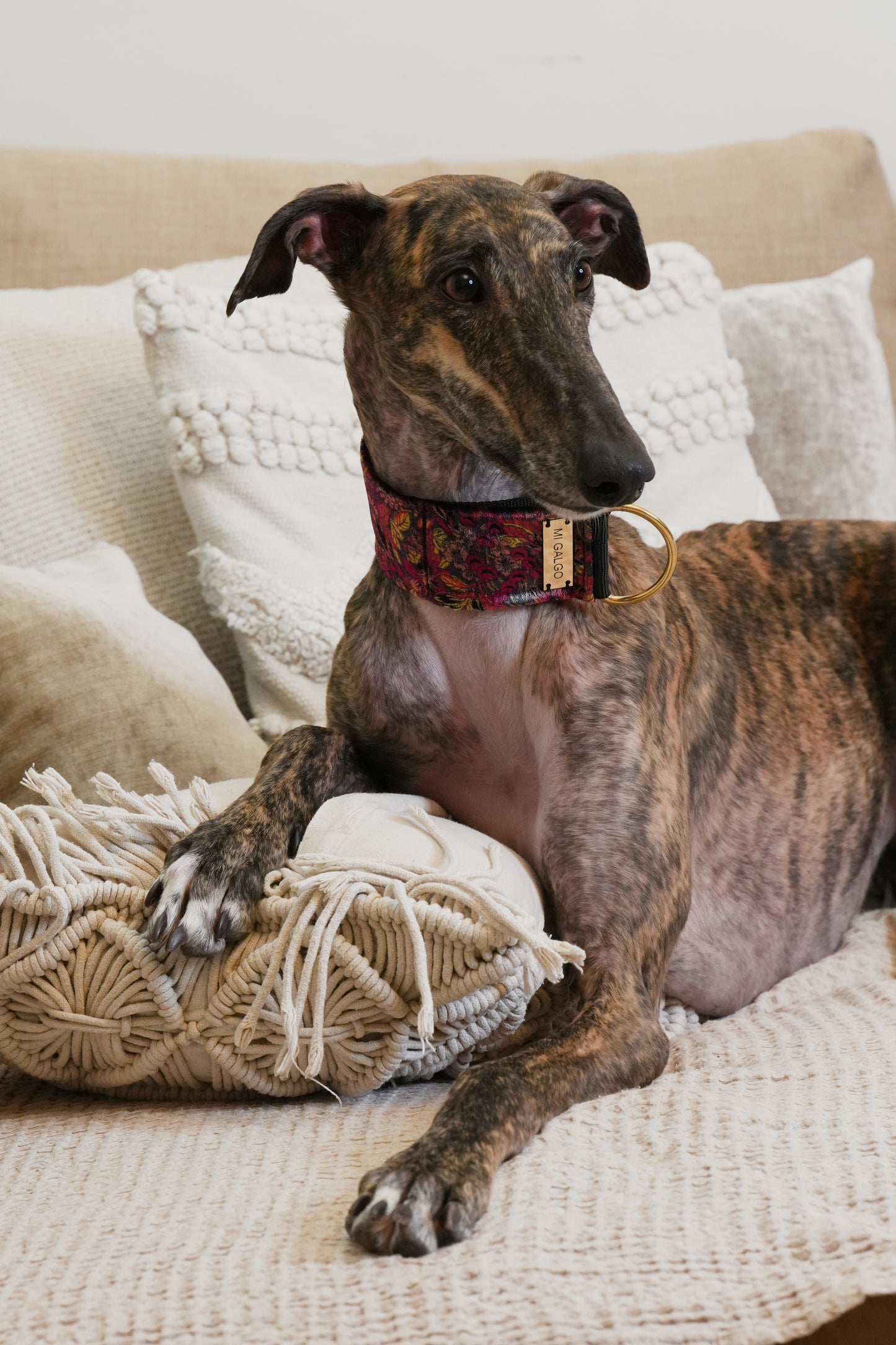Velour Bloom Sighthound Collar