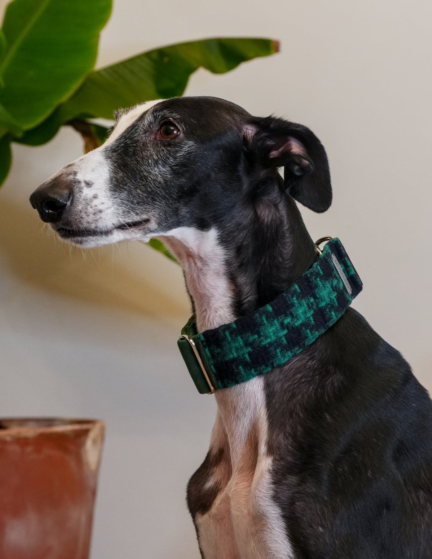Evergreen Charm Sighthound Collar