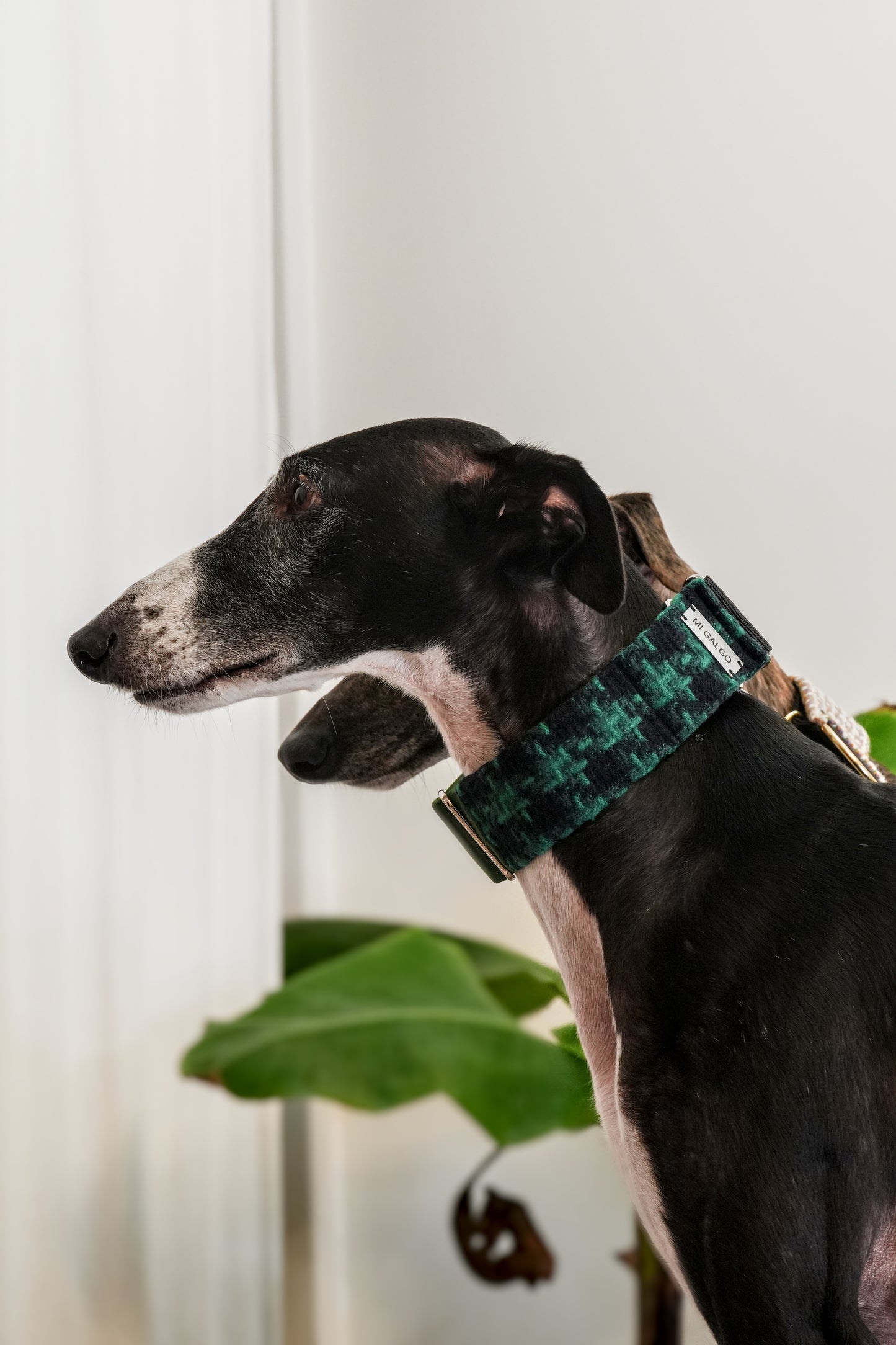Evergreen Charm Sighthound Collar