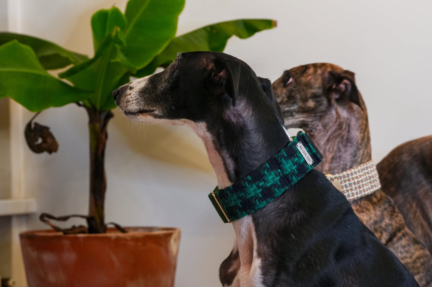 Evergreen Charm Sighthound Collar