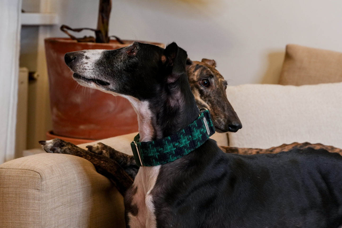 Evergreen Charm Sighthound Collar