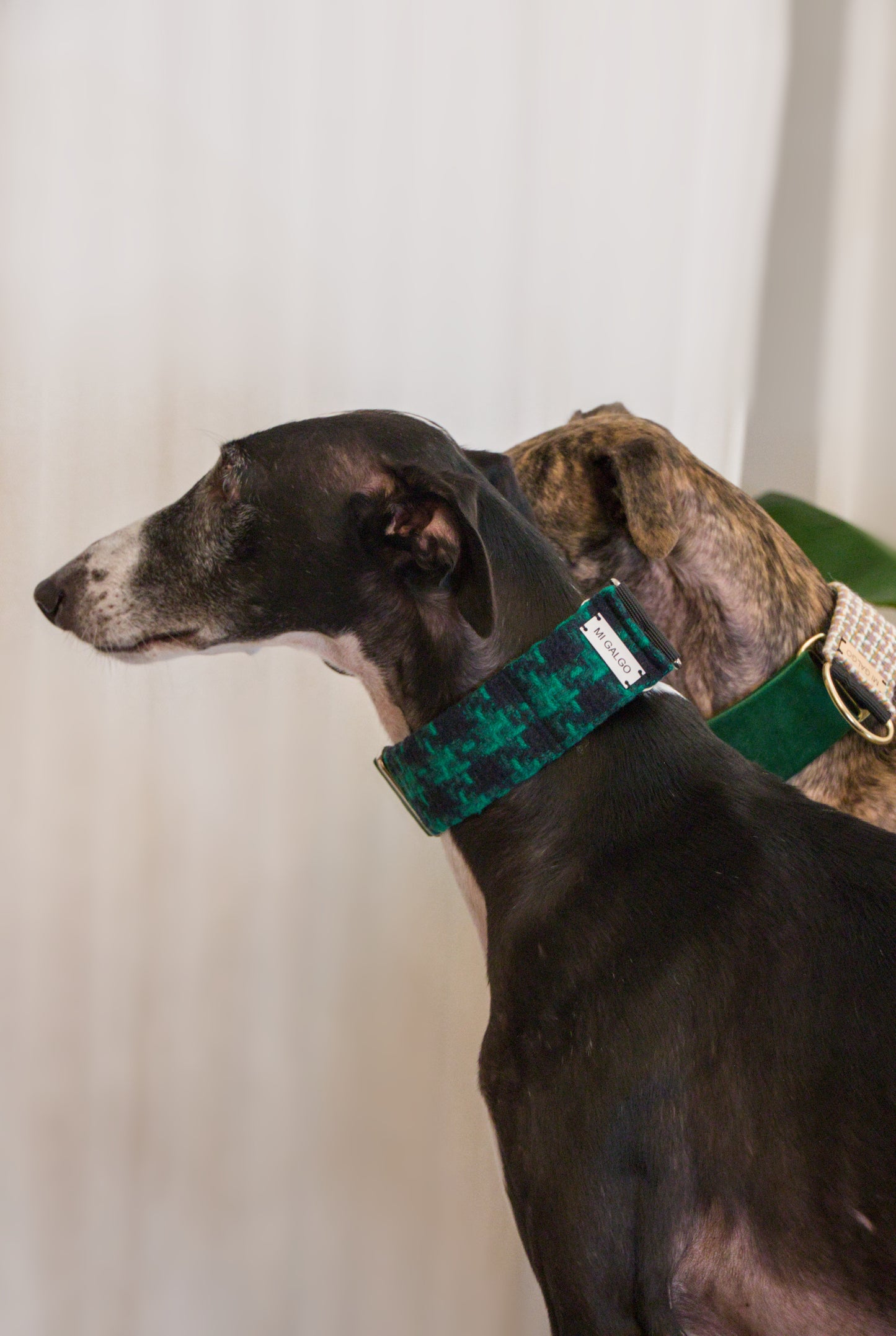 Evergreen Charm Sighthound Collar