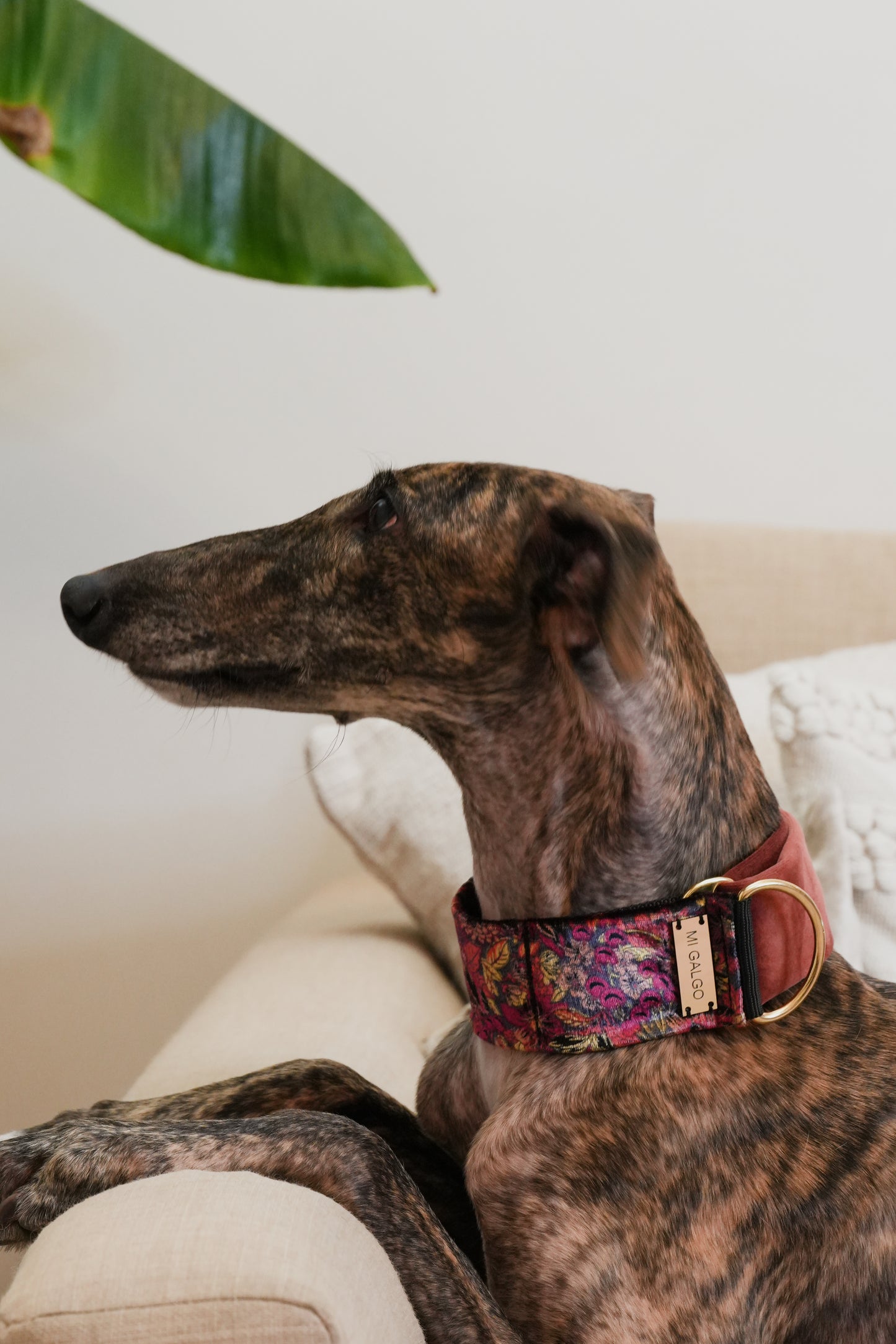Velour Bloom Sighthound Collar