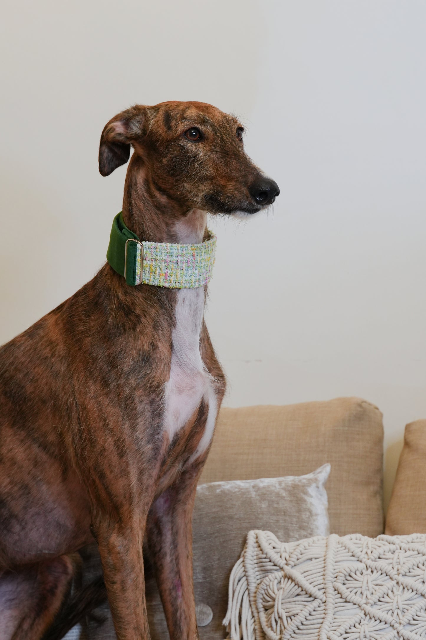 Blossom Tweed Sighthound Collar