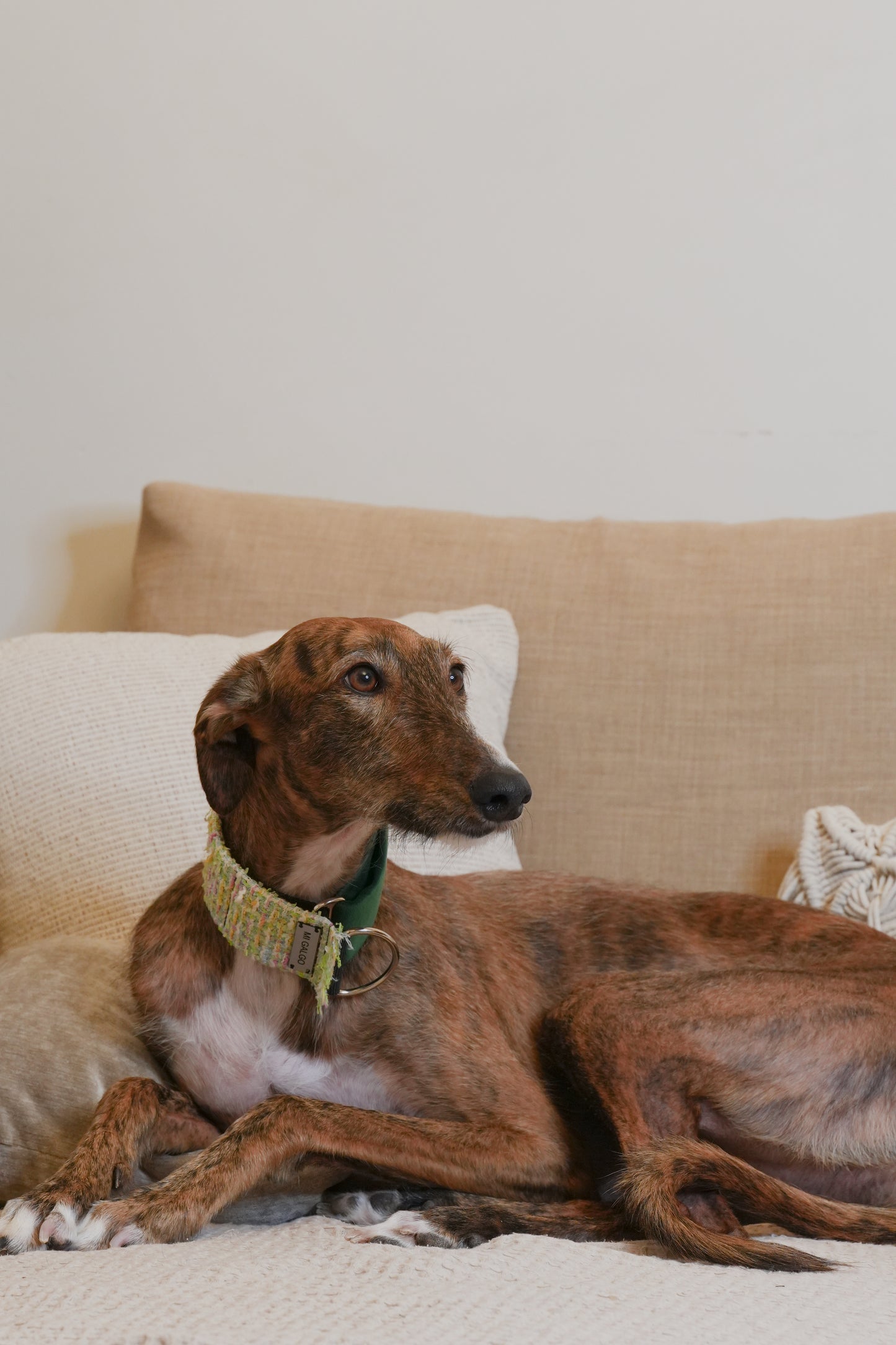 Blossom Tweed Sighthound Collar