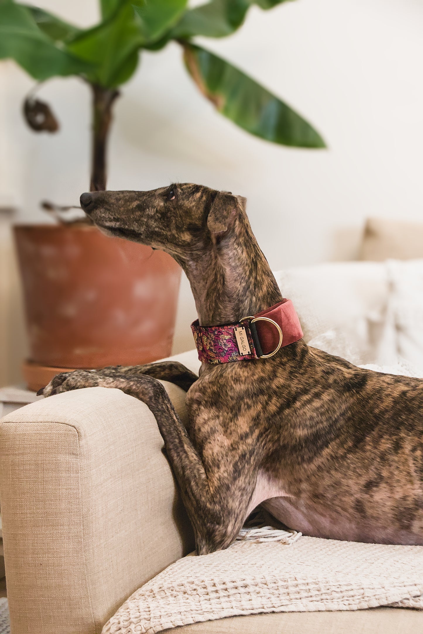 Velour Bloom Sighthound Collar