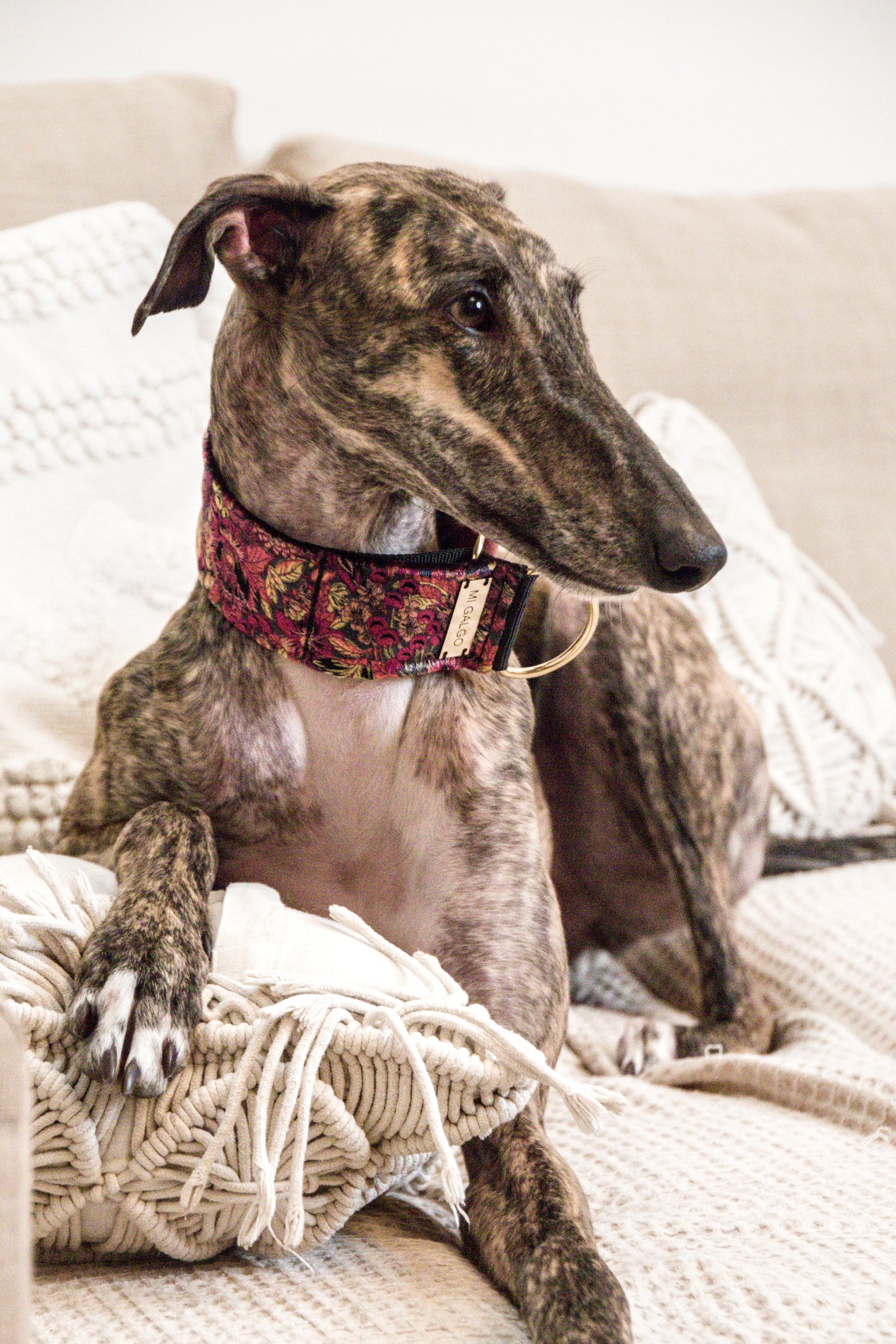 Velour Bloom Sighthound Collar