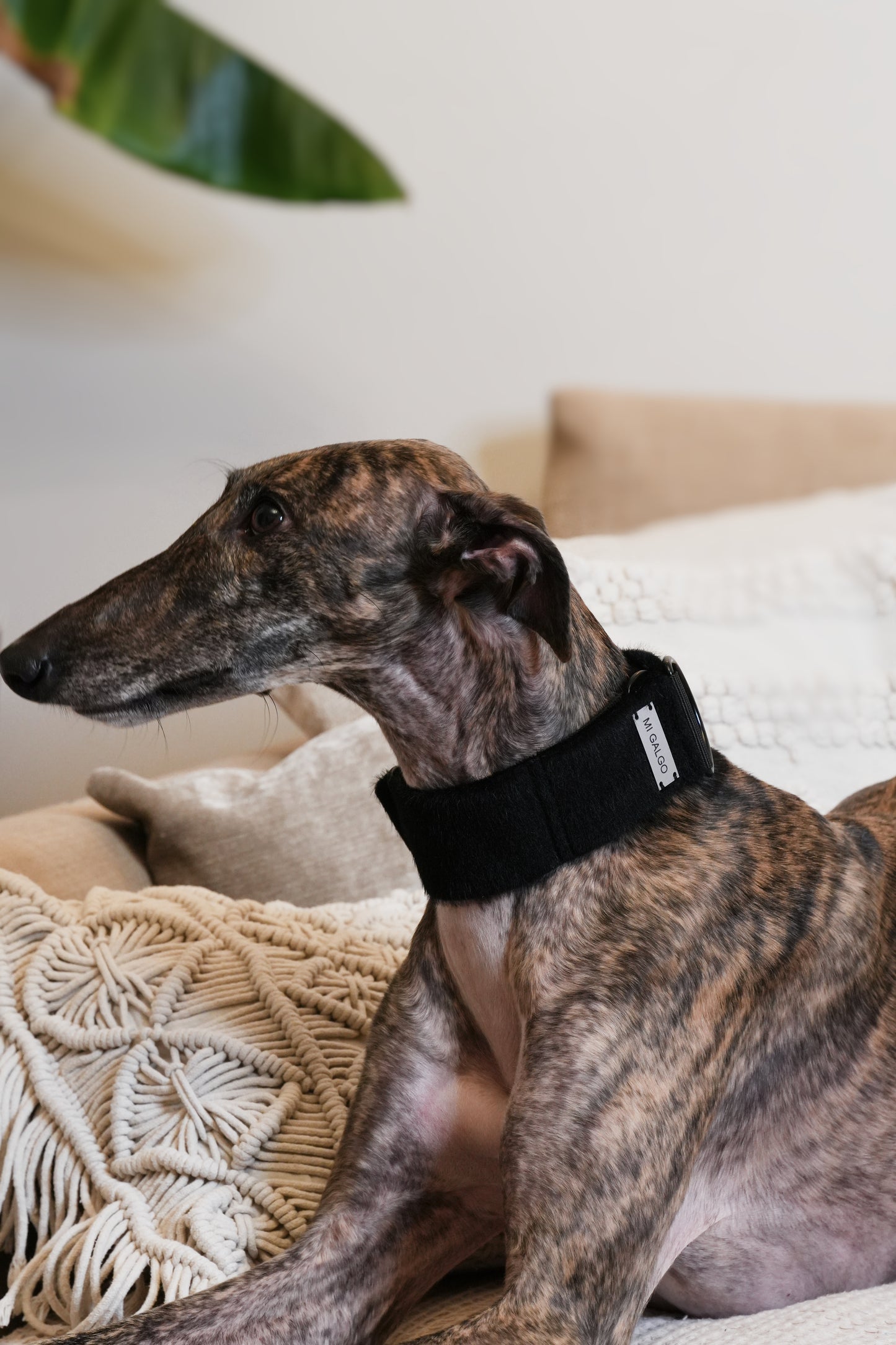 Faux Fur Noir Sighthound Collar