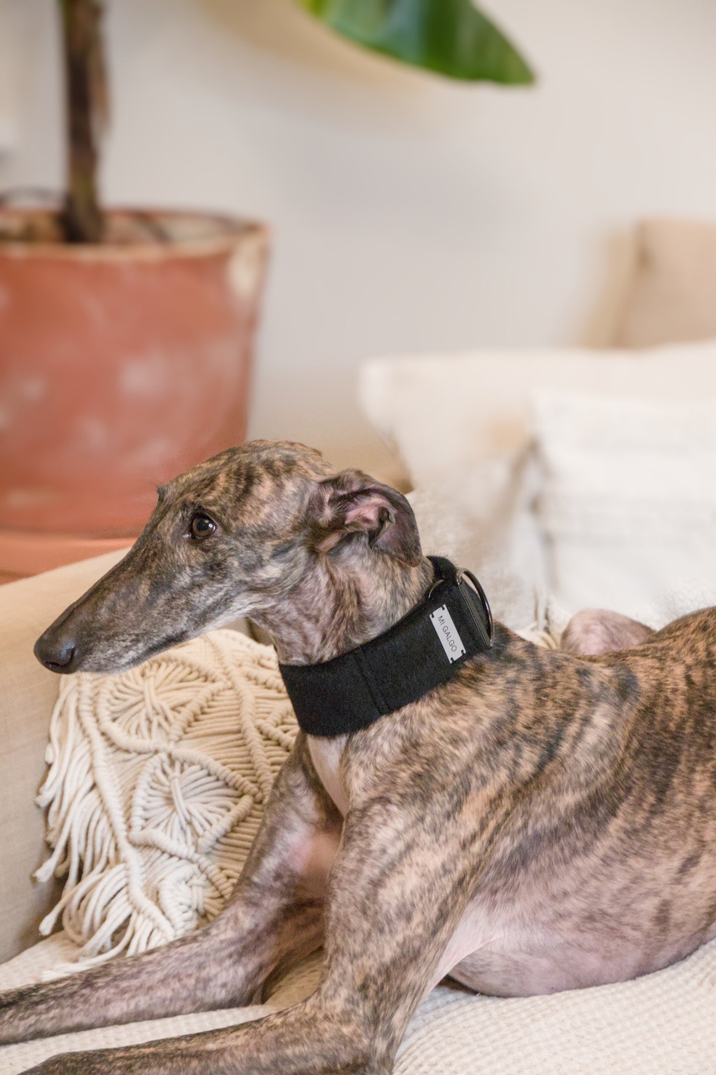 Faux Fur Noir Sighthound Collar