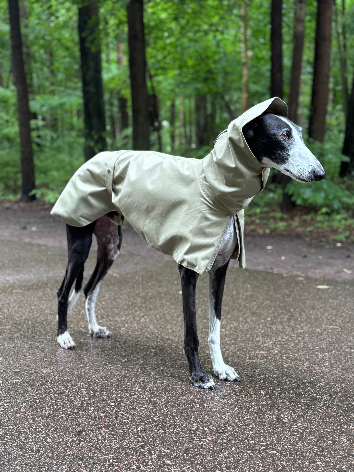 Django in Green
