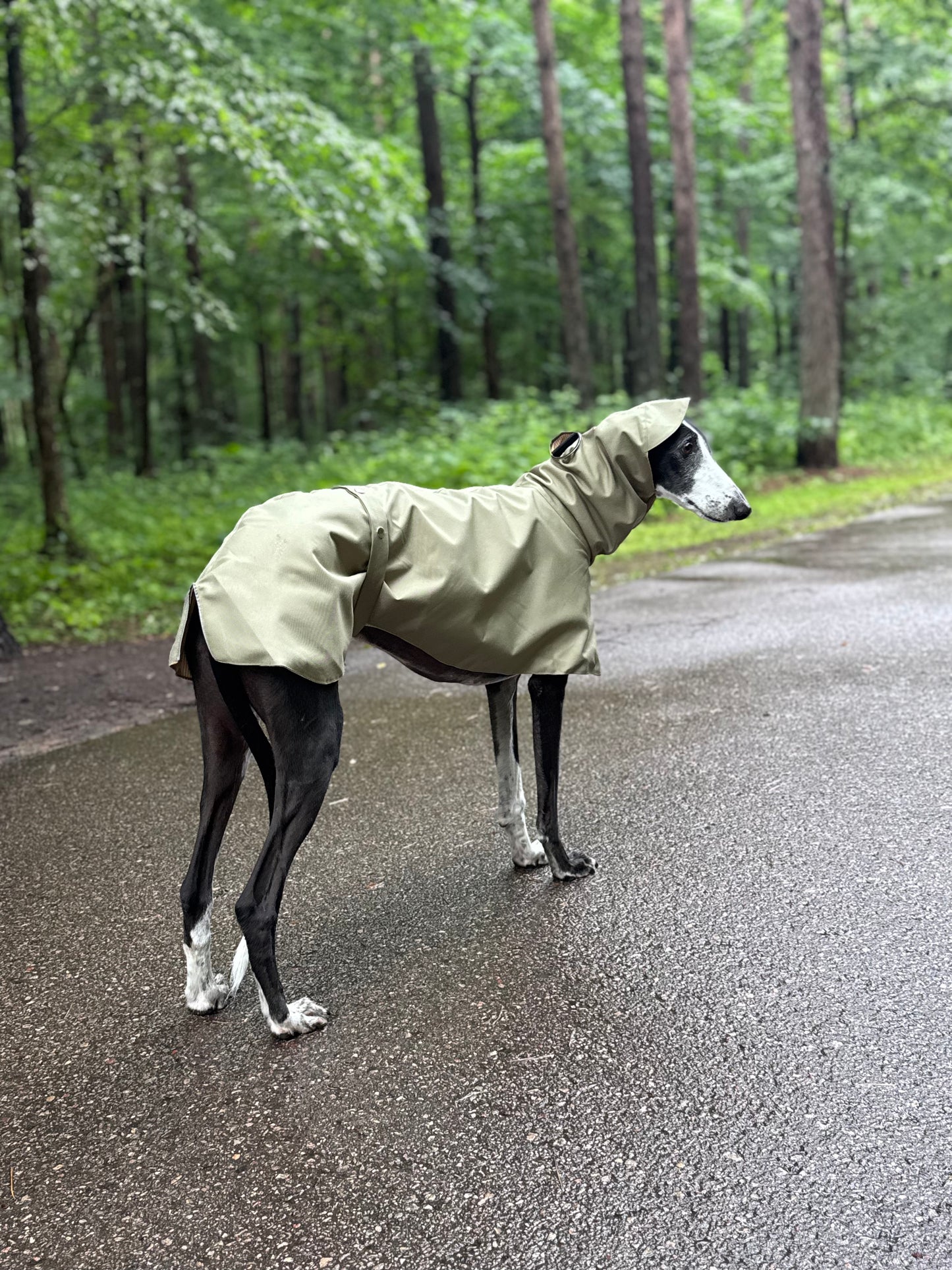 Django in Green