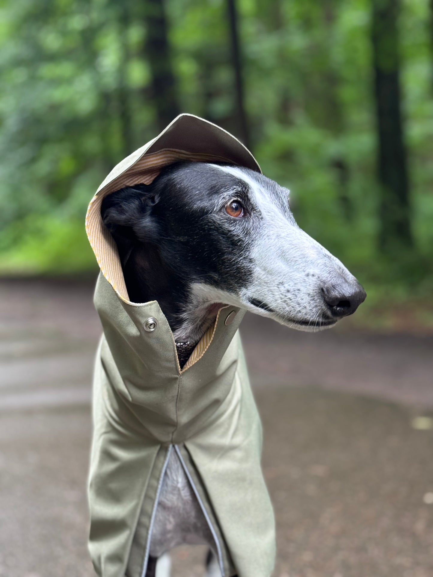 Django in Green