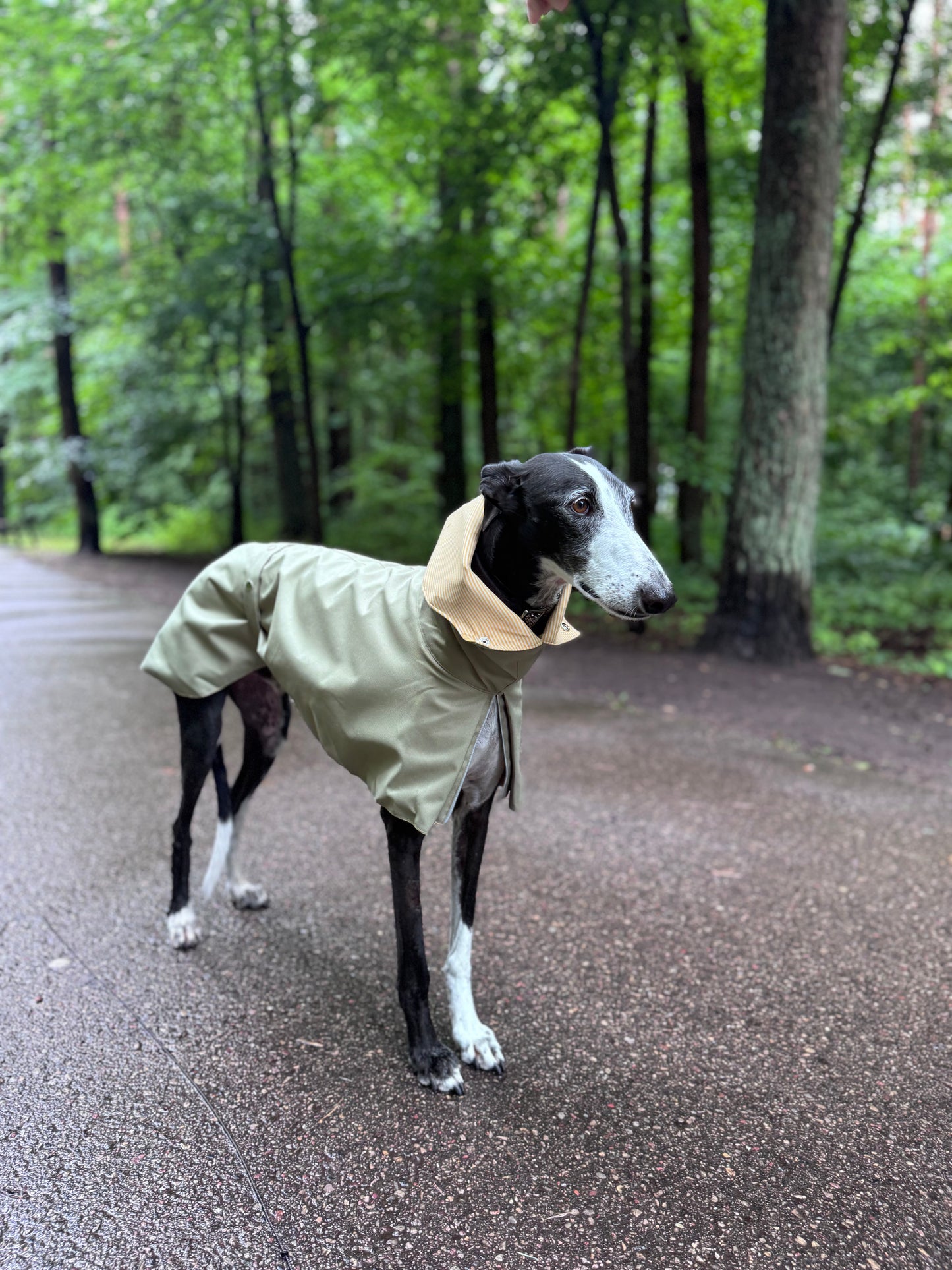 Django in Green