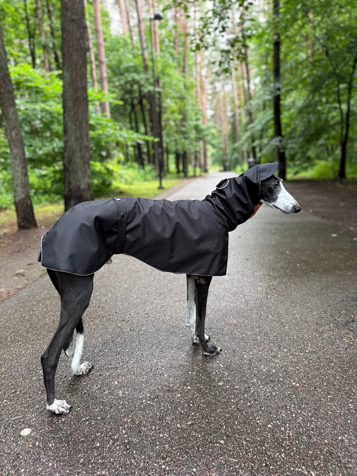 Zamza in Black