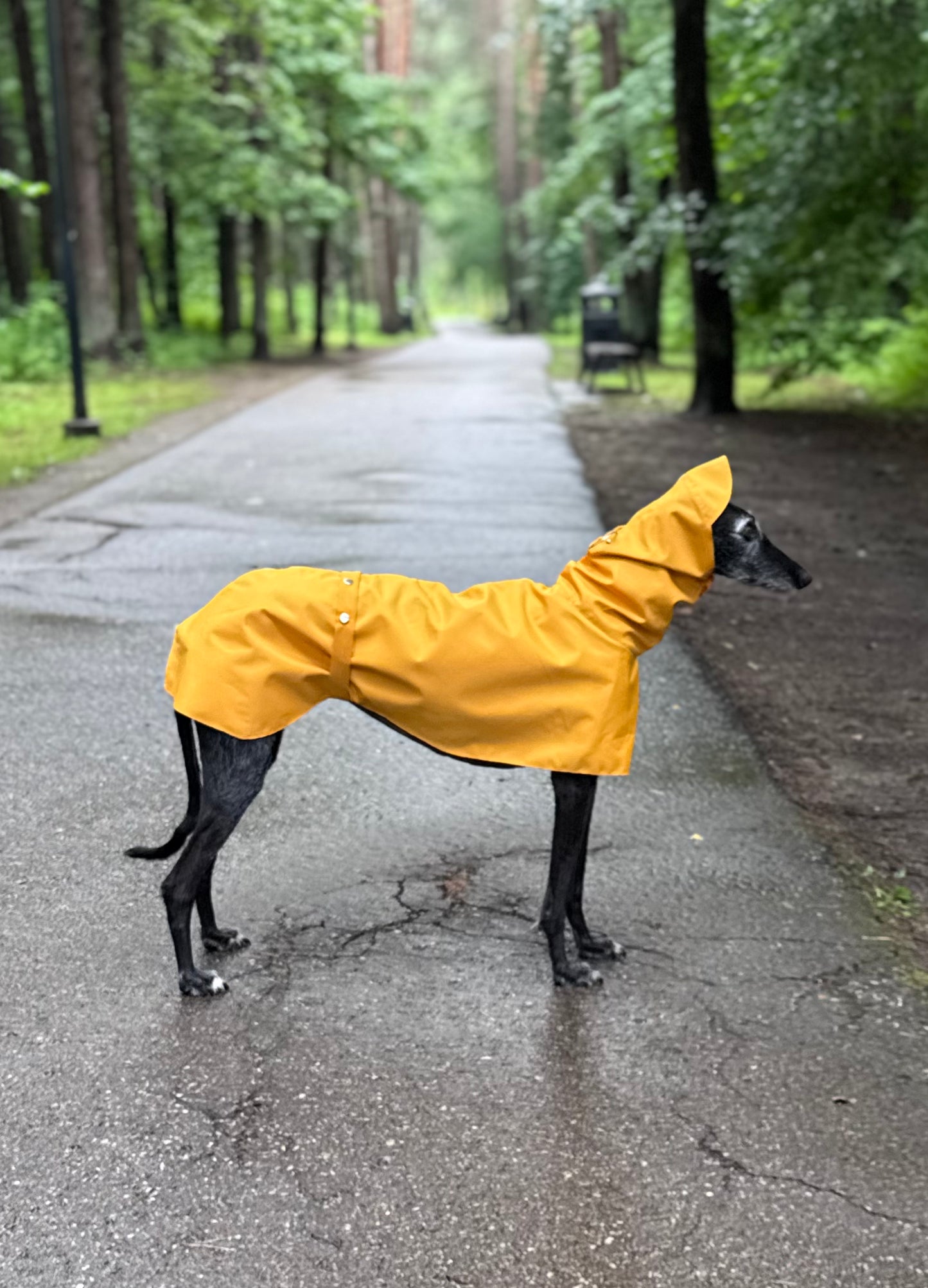 Dobby in Yellow