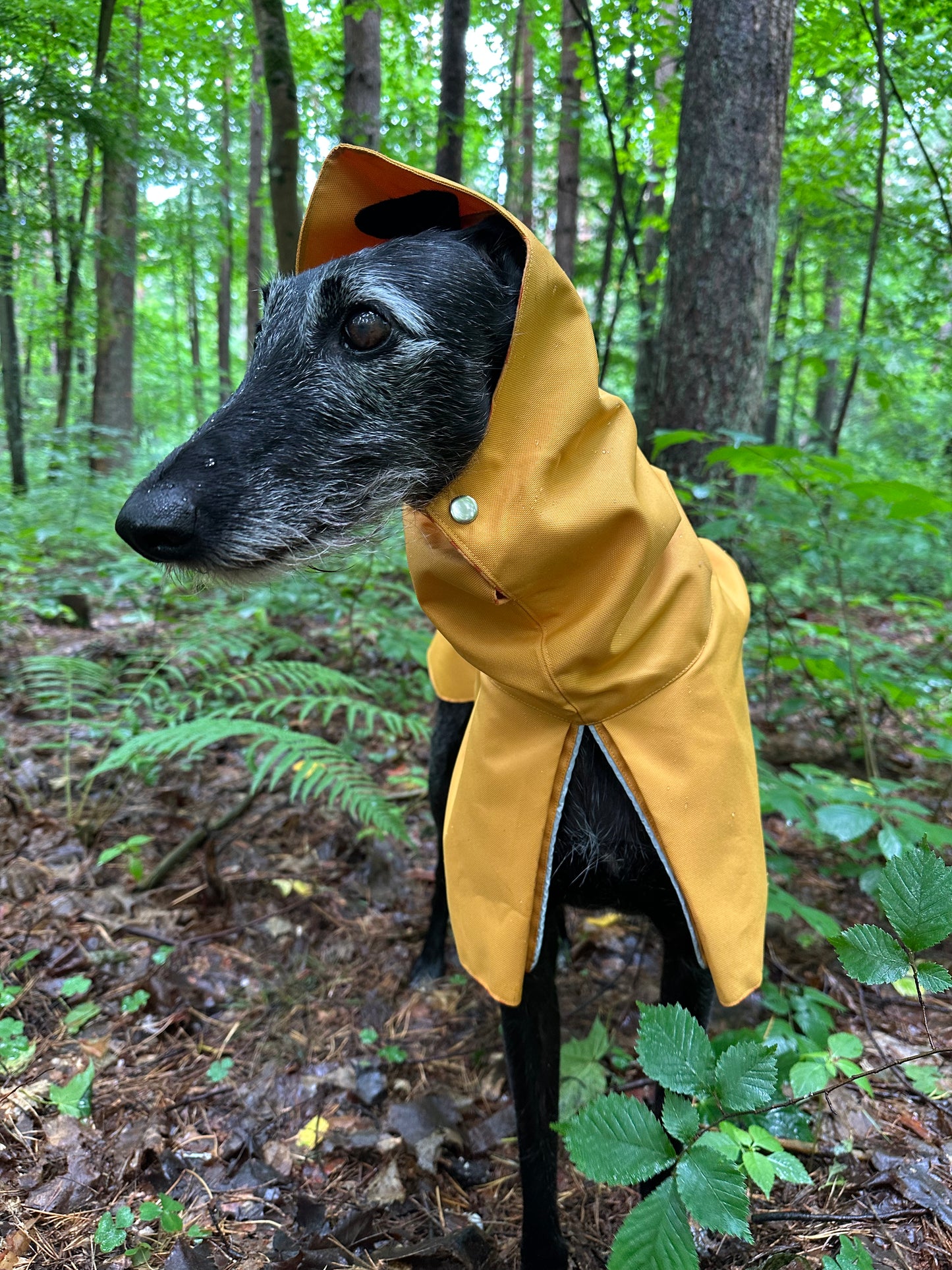 Dobby in Yellow