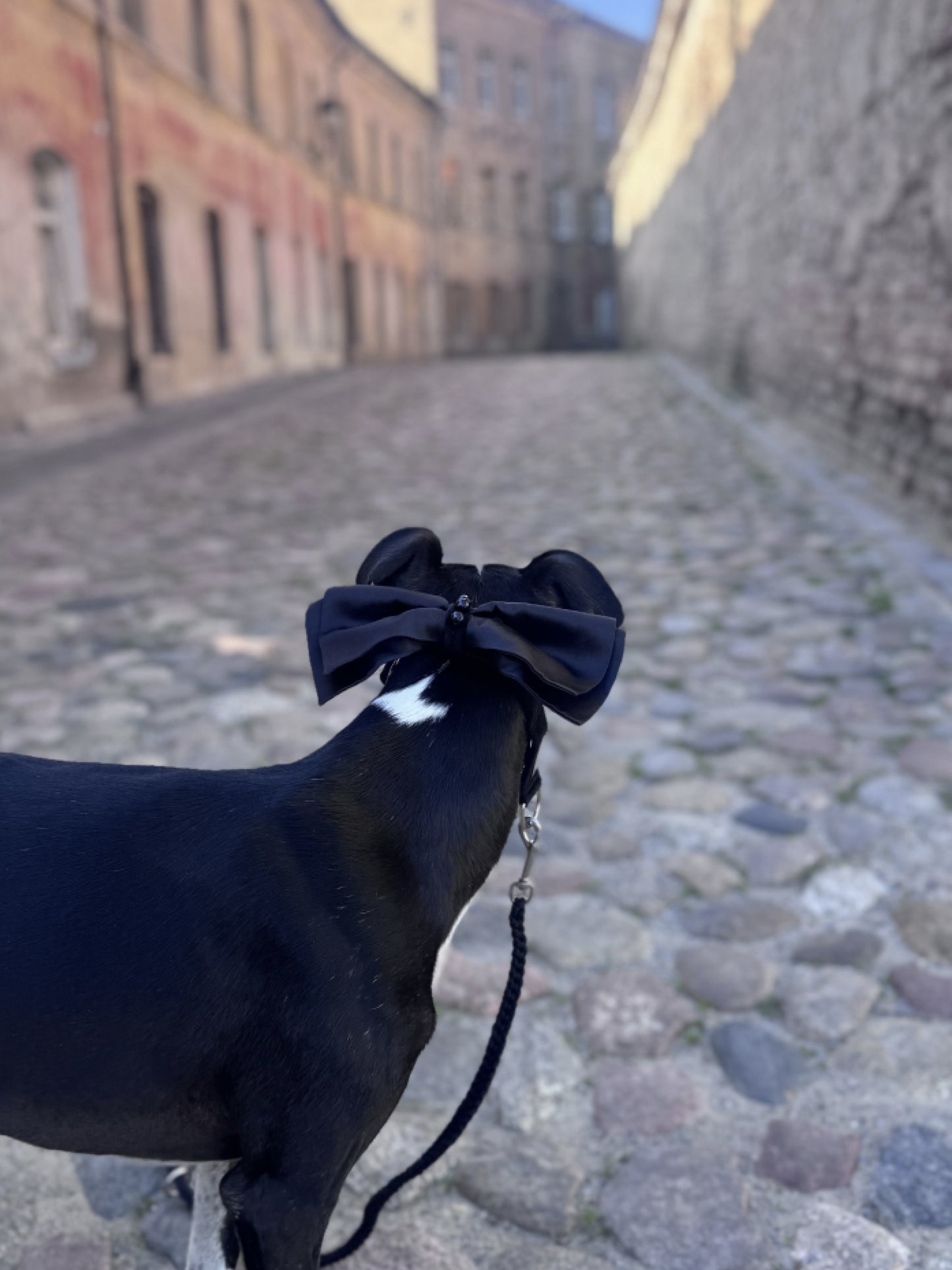 Onix Bow
