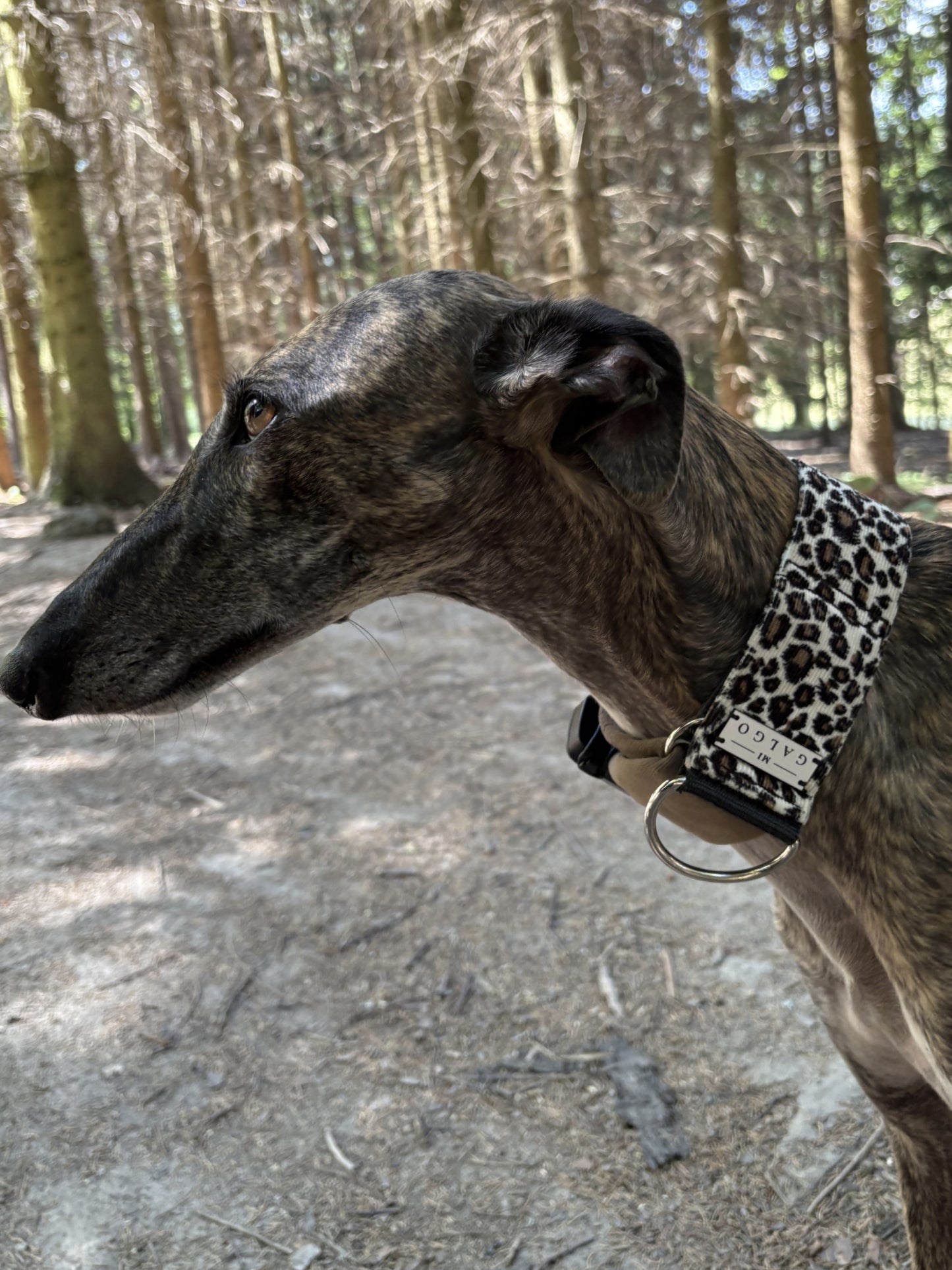 Galgo in the forest wearing the Peggy leopard print limited slip collar