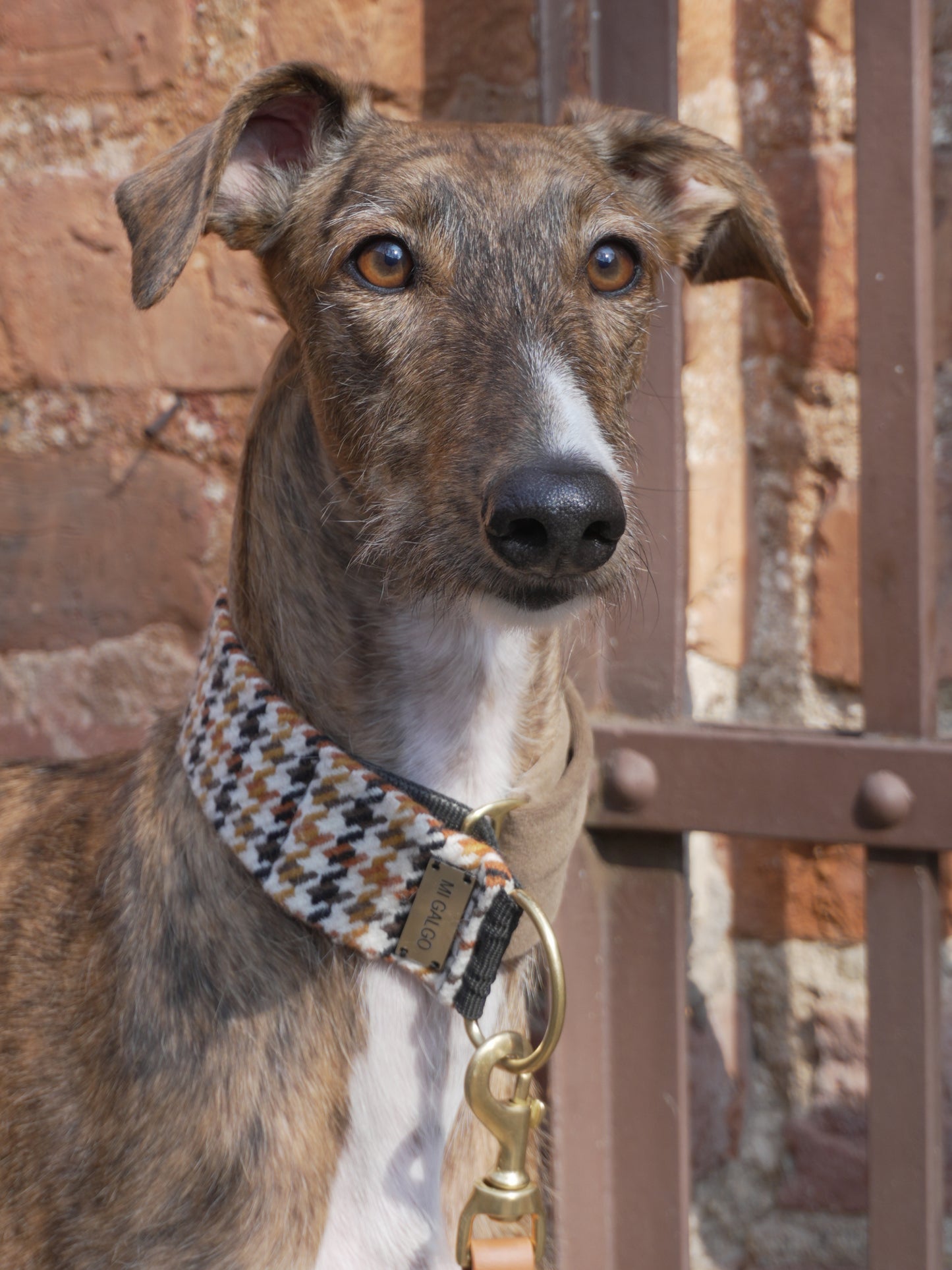 Amber collar on greyhound by brick wall