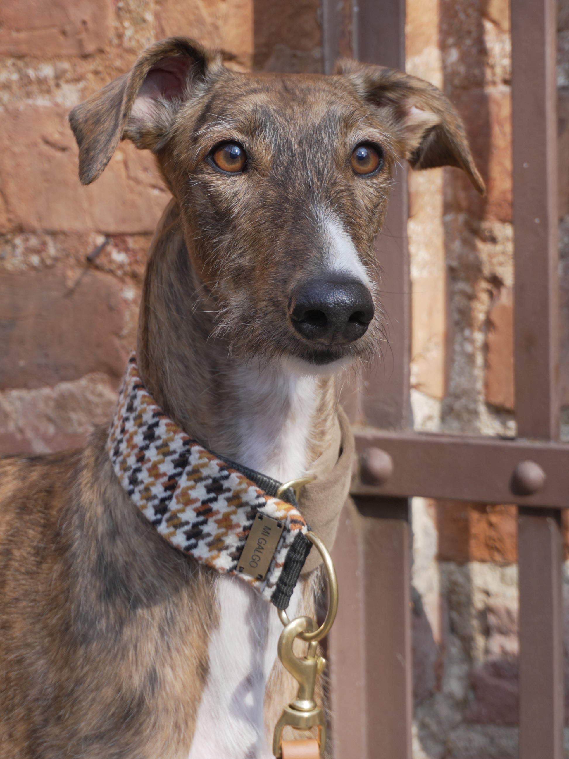 Amber collar on greyhound by brick wall