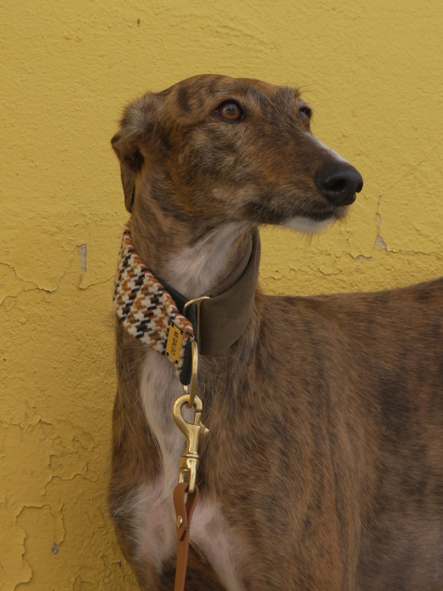 Amber collar on galgo against yellow wall
