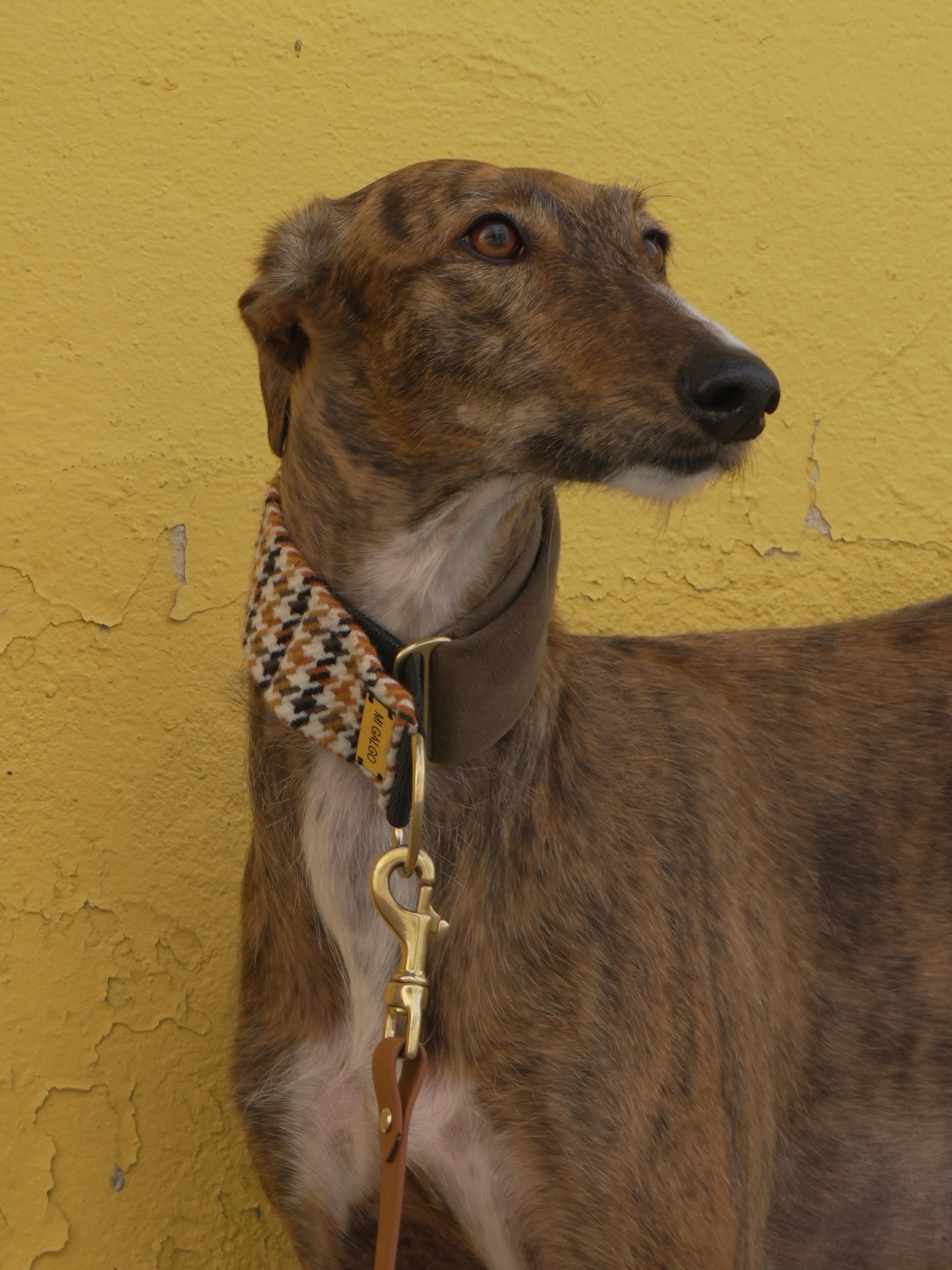 Amber collar on galgo against yellow wall