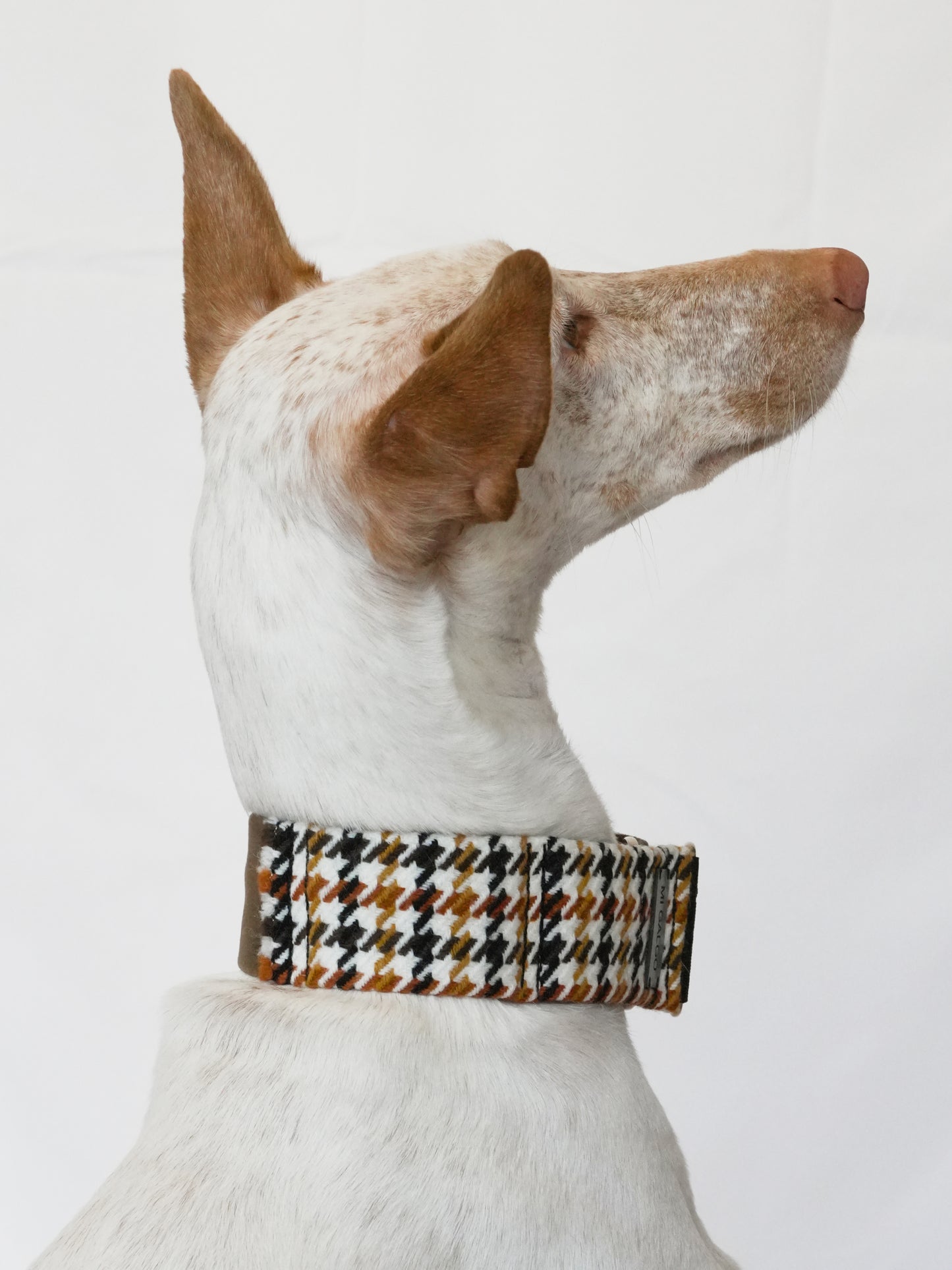 Amber collar on podenco lifestyle