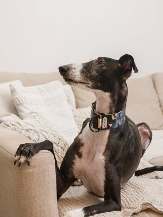 Azul Oxford Leo collar on a greyhound