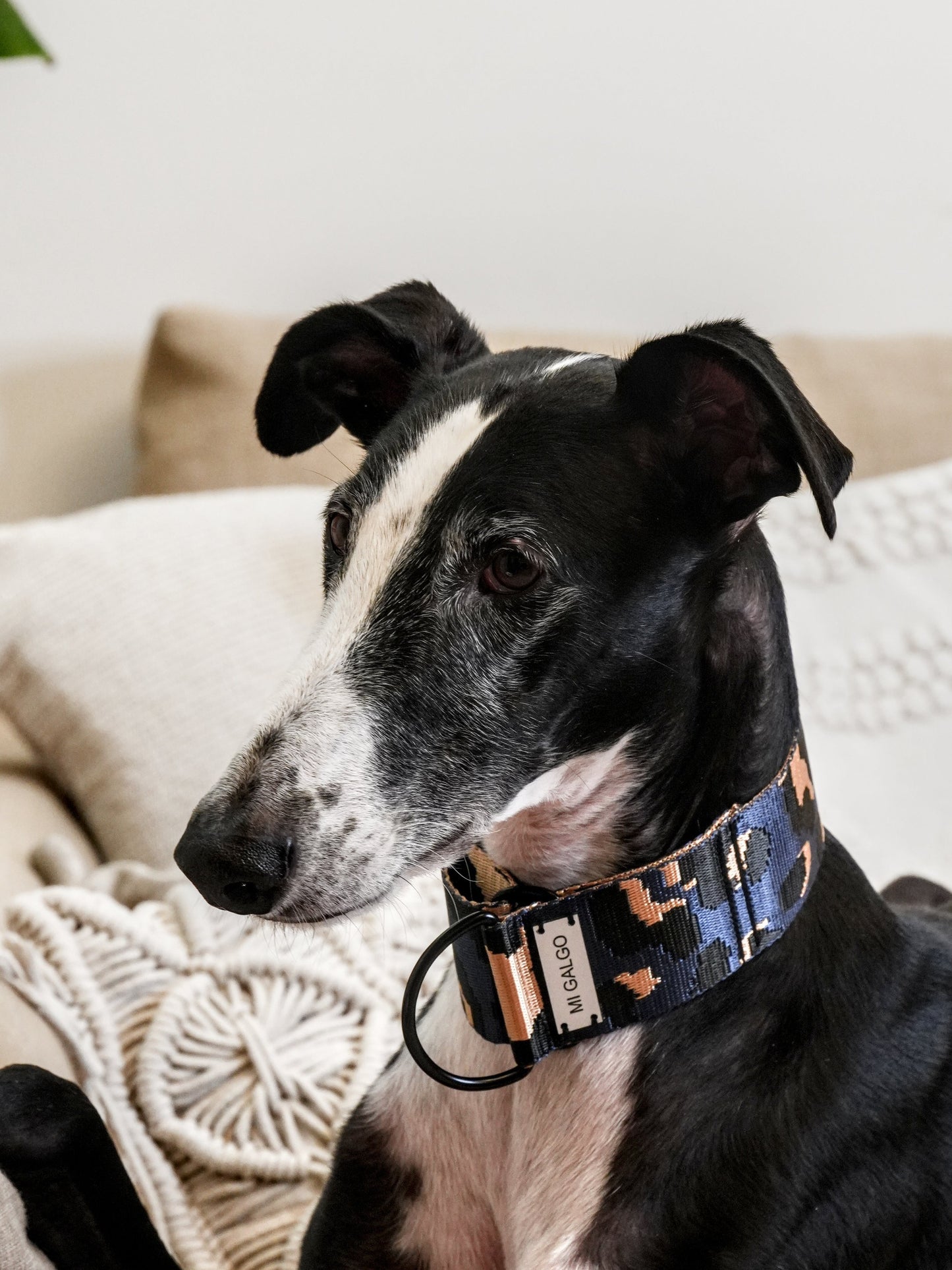 Azul Oxford Leo collar close-up on greyhound