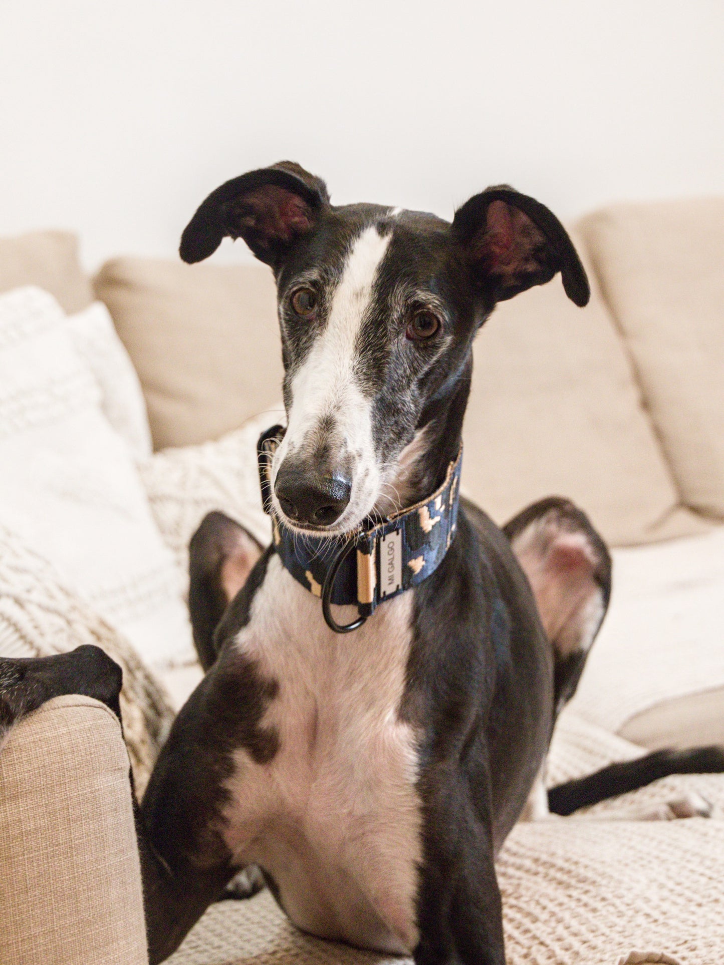 Azul Oxford Leo collar greyhound portrait