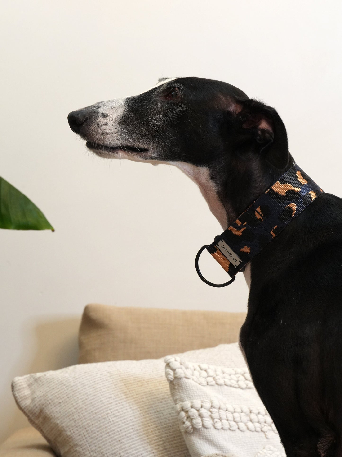 Azul Oxford Leo collar greyhound lifestyle