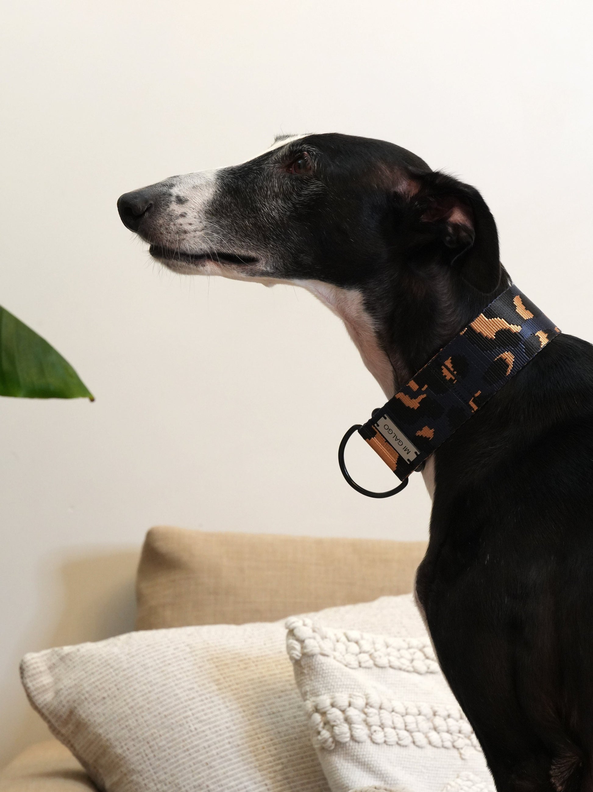Azul Oxford Leo collar greyhound lifestyle