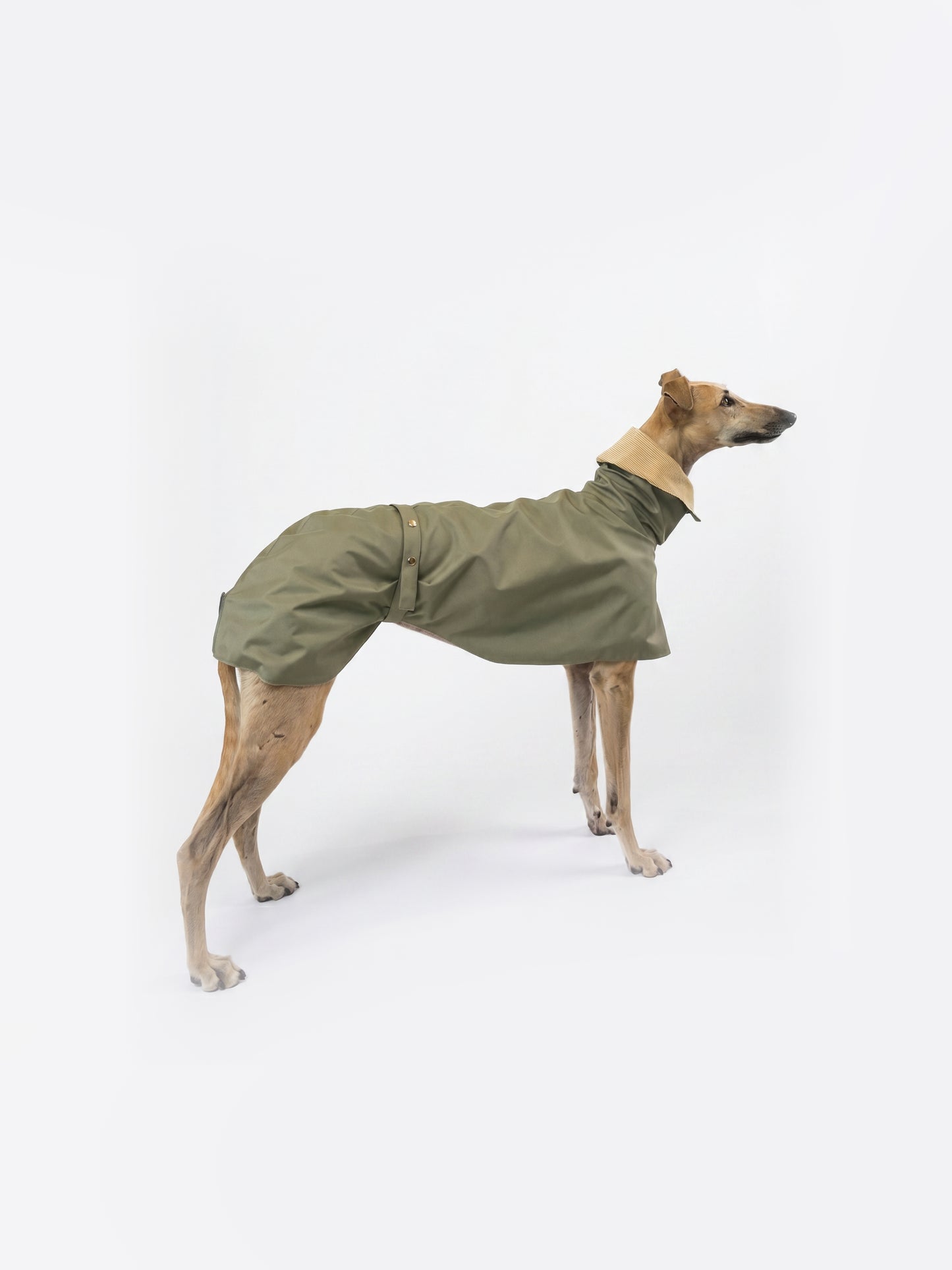 Django in Green