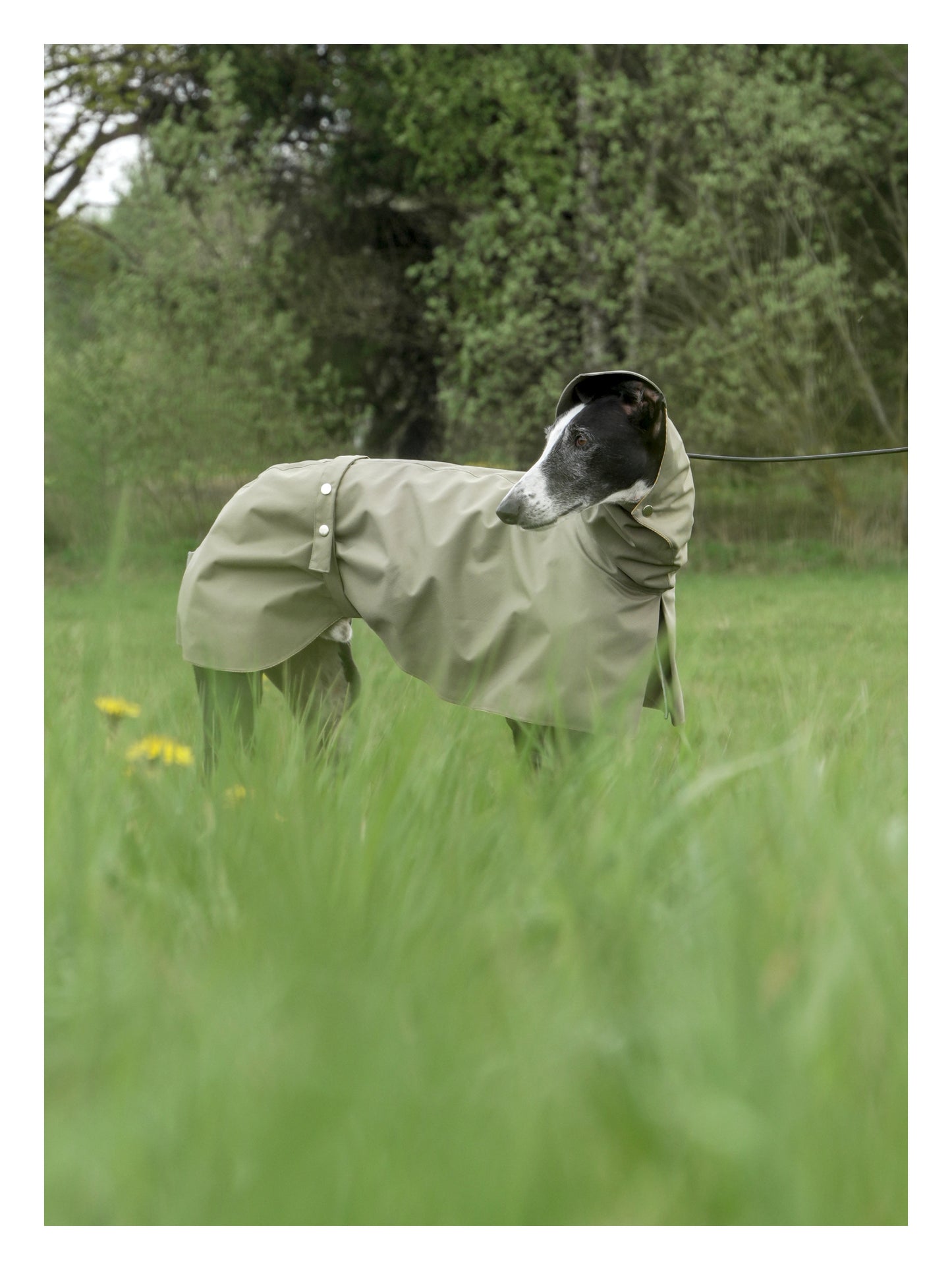 Django in Green