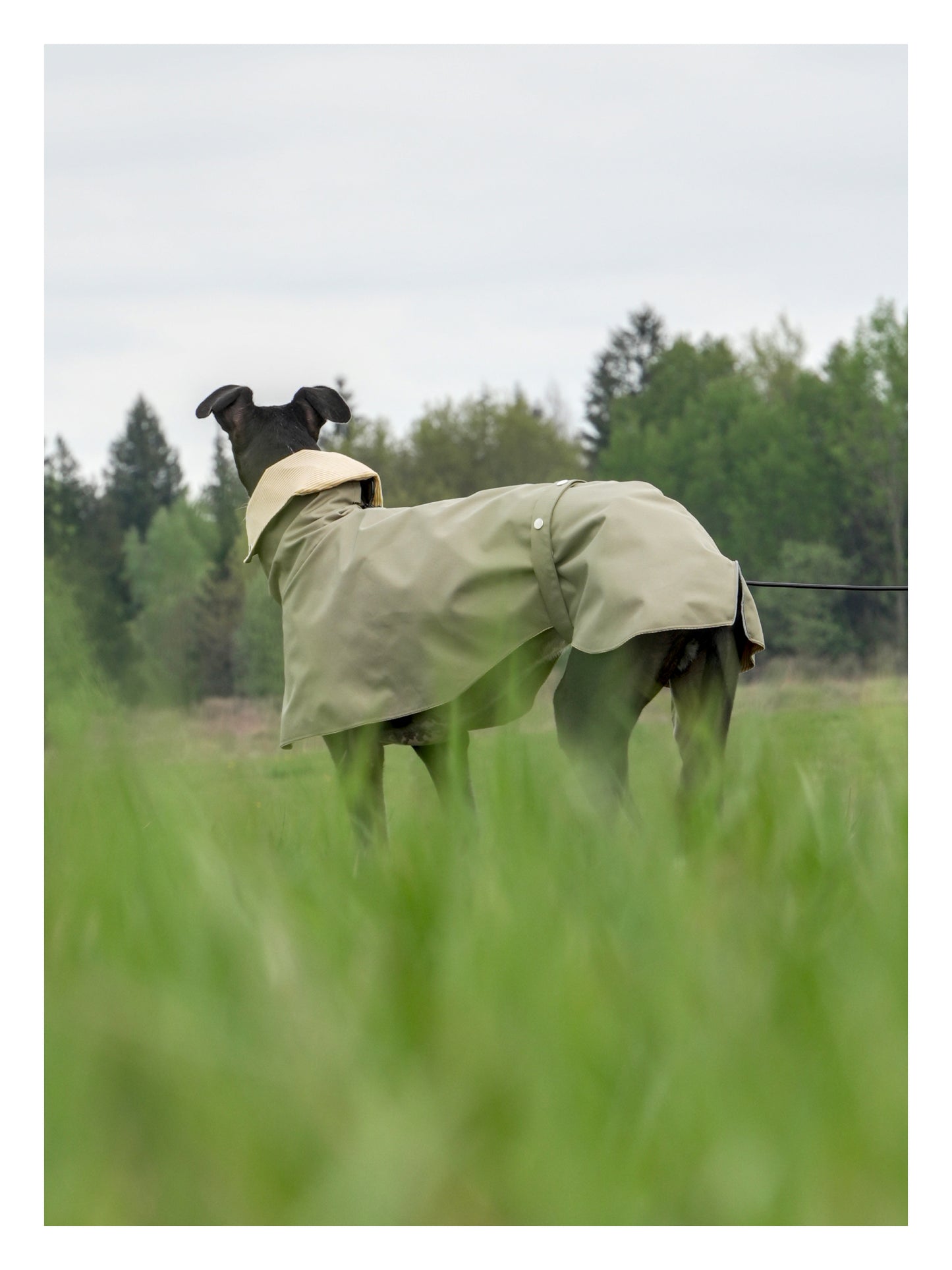 Django in Green