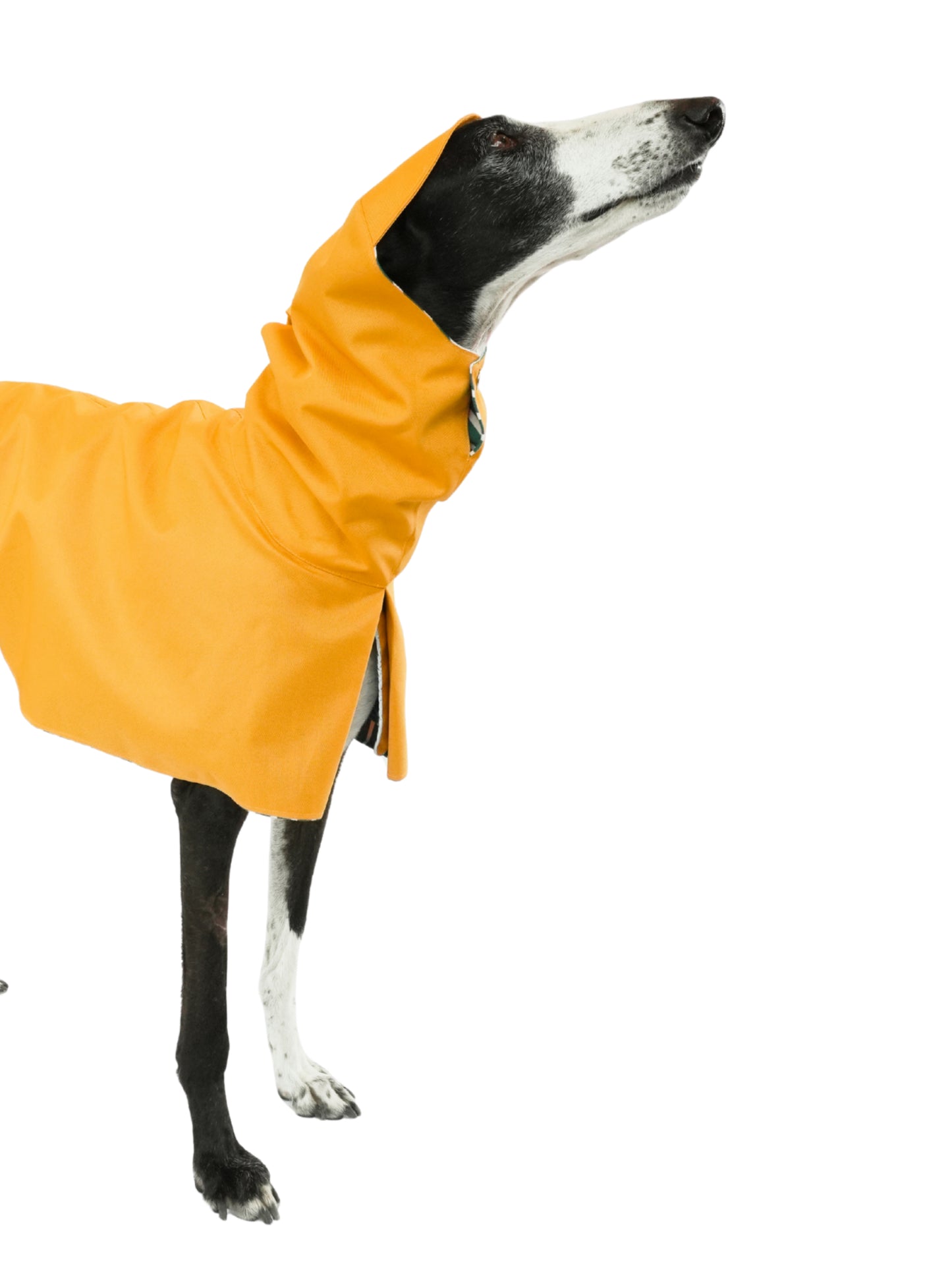 Dobby in Yellow